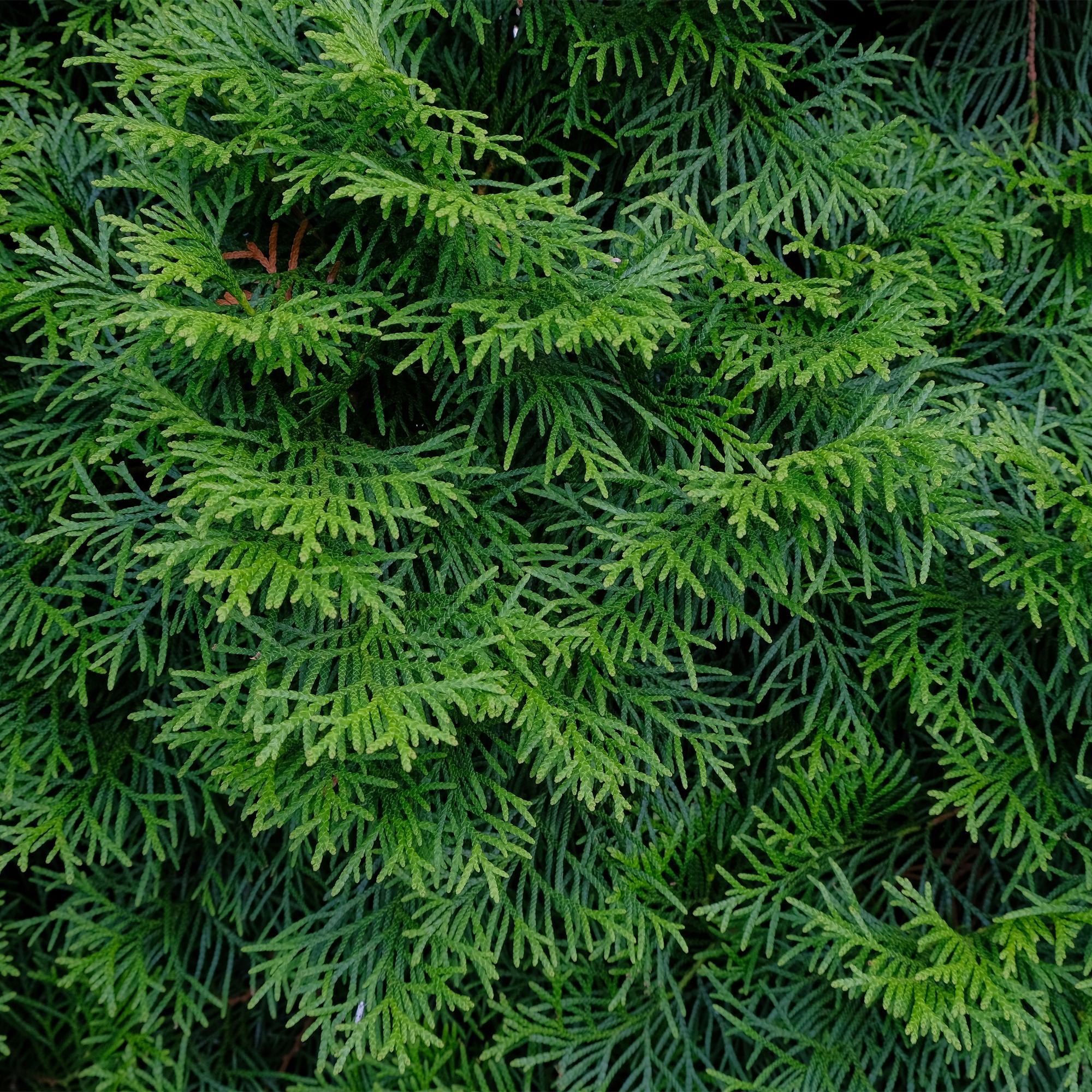 Tuja verde esmeralda (Thuja occidentalis): 8 plantas para un seto de 1 m, 30–35 cm de altura, maceta de 9 cm