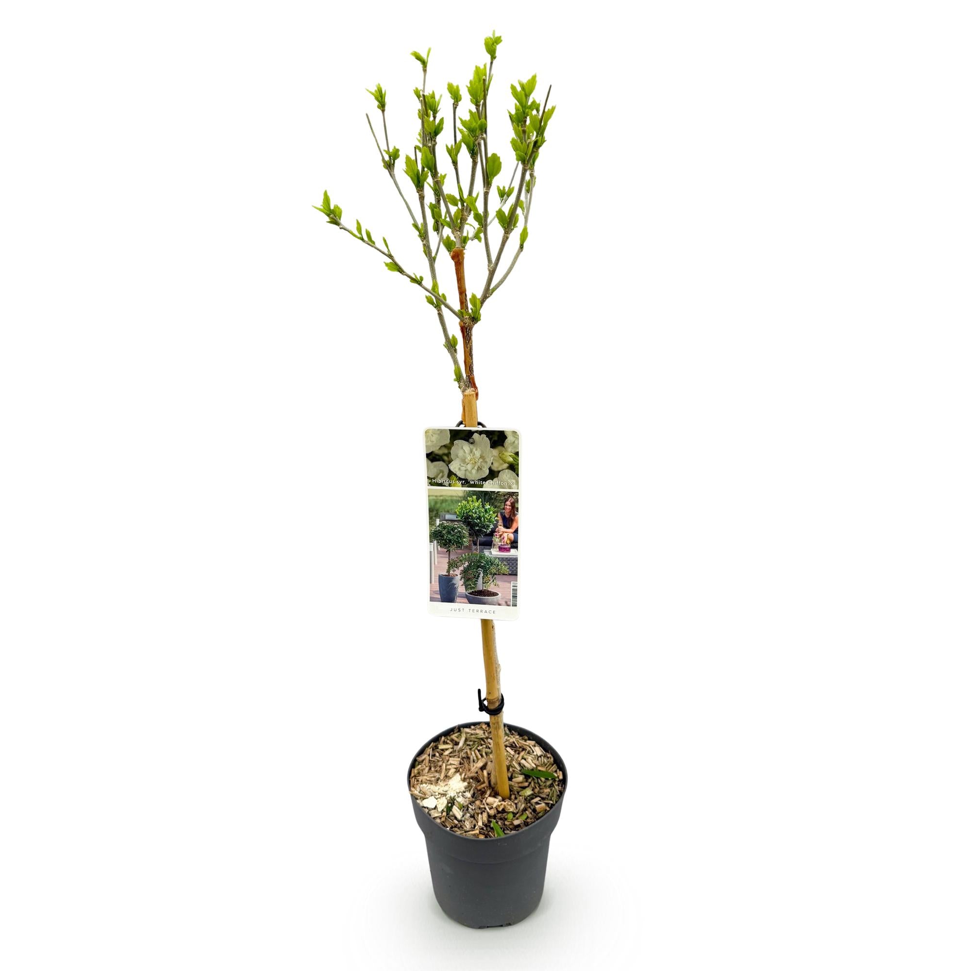 Planta estándar de hibisco 'White Chiffon'® – resistente, flores blancas, maceta de 19 cm, 90 cm