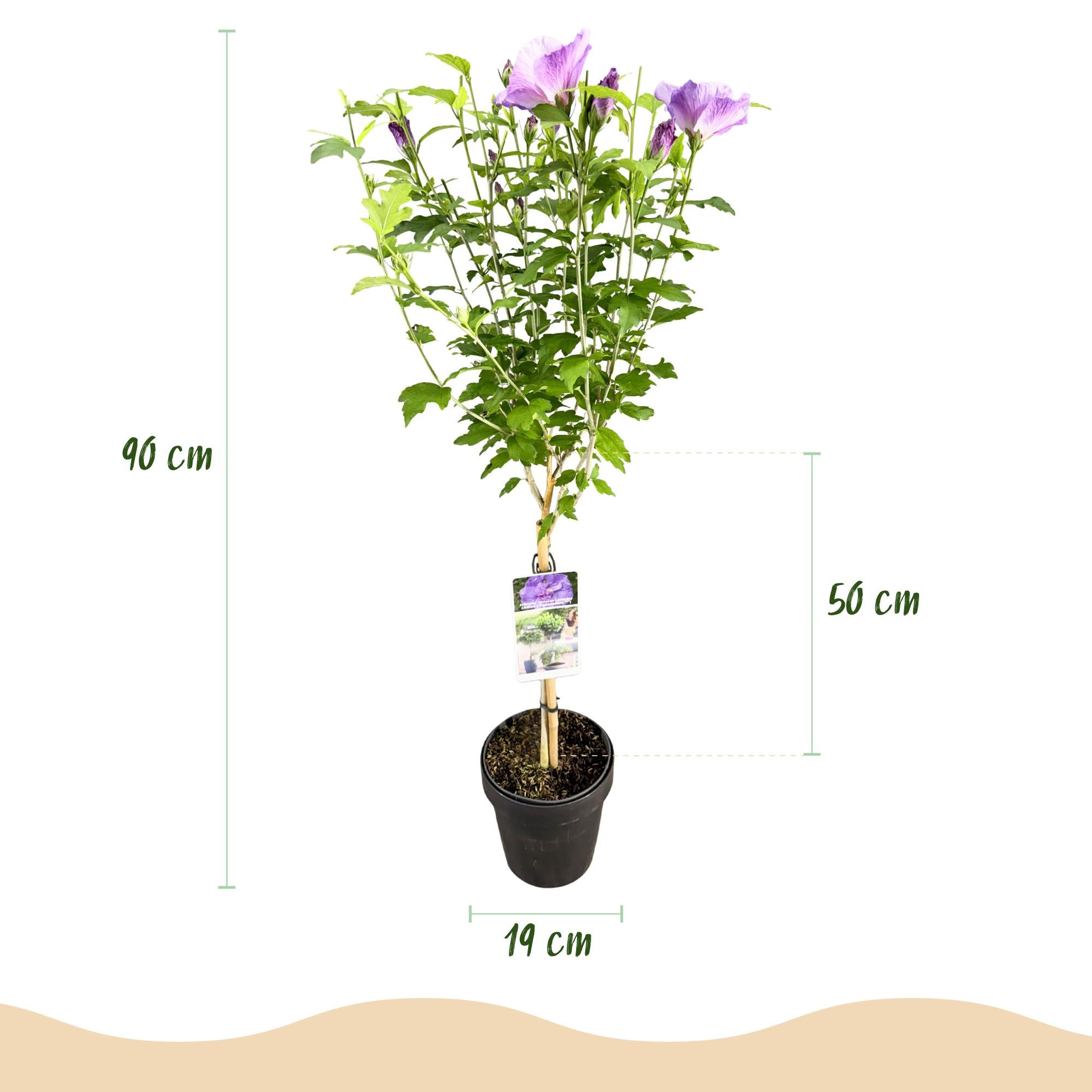 Hibisco estándar 'Lavender Chiffon'® – planta de patio resistente, maceta de 19 cm, 90 cm de altura