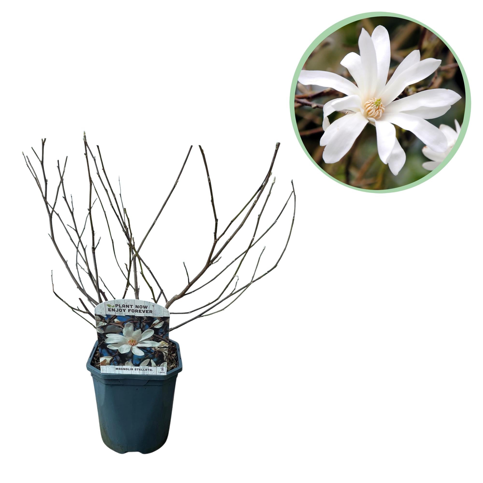 Magnolia stellata – arbusto ornamental de flores blancas, 1 planta, maceta de 17 cm, 45 cm de altura