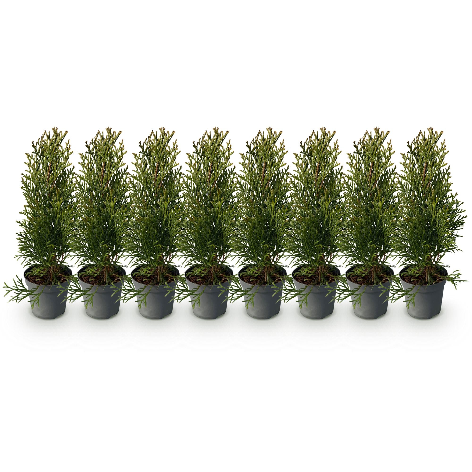 Tuja verde esmeralda (Thuja occidentalis): 8 plantas para un seto de 1 m, 30–35 cm de altura, maceta de 9 cm