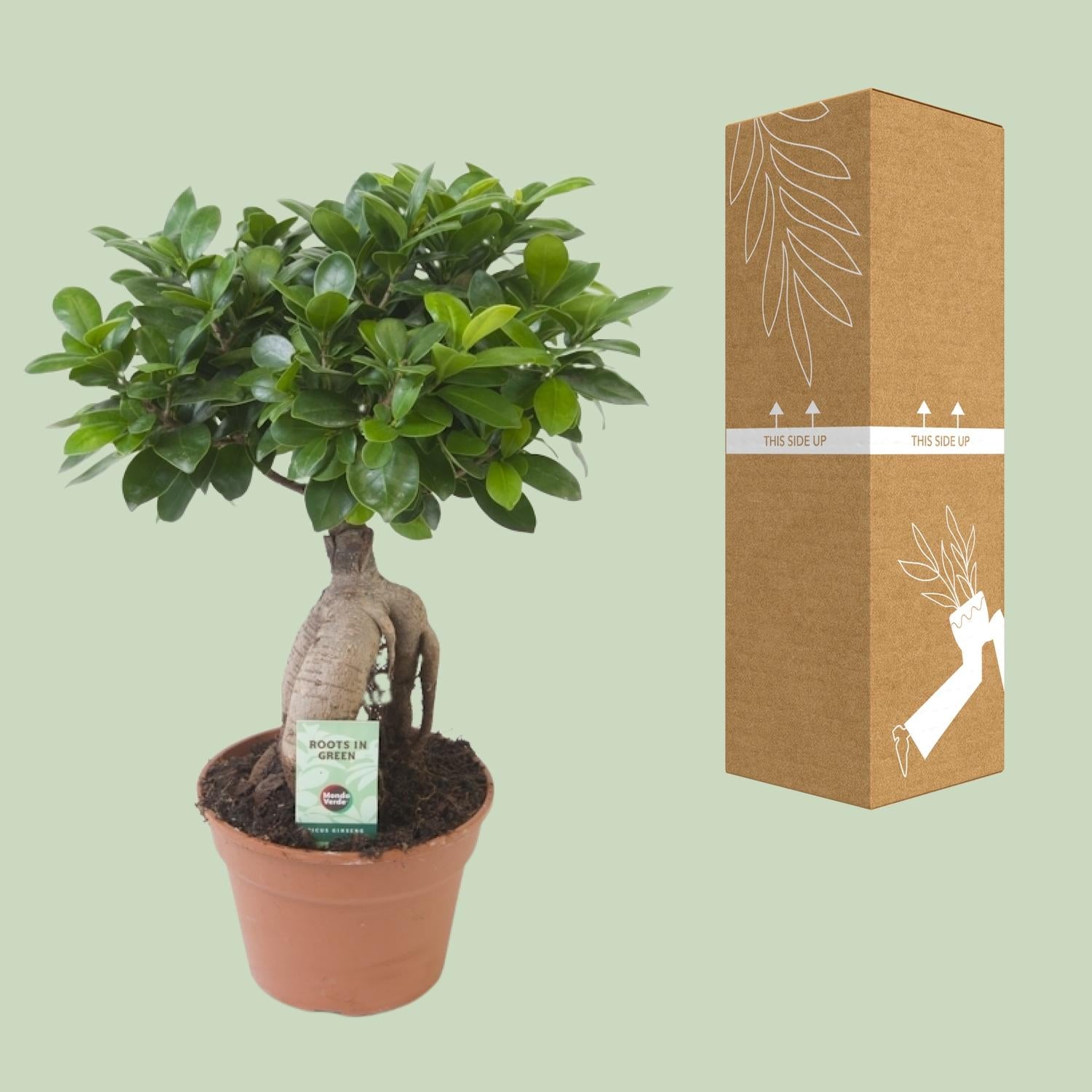 Ficus Ginseng – Bonsai-Feige, 40–70 cm