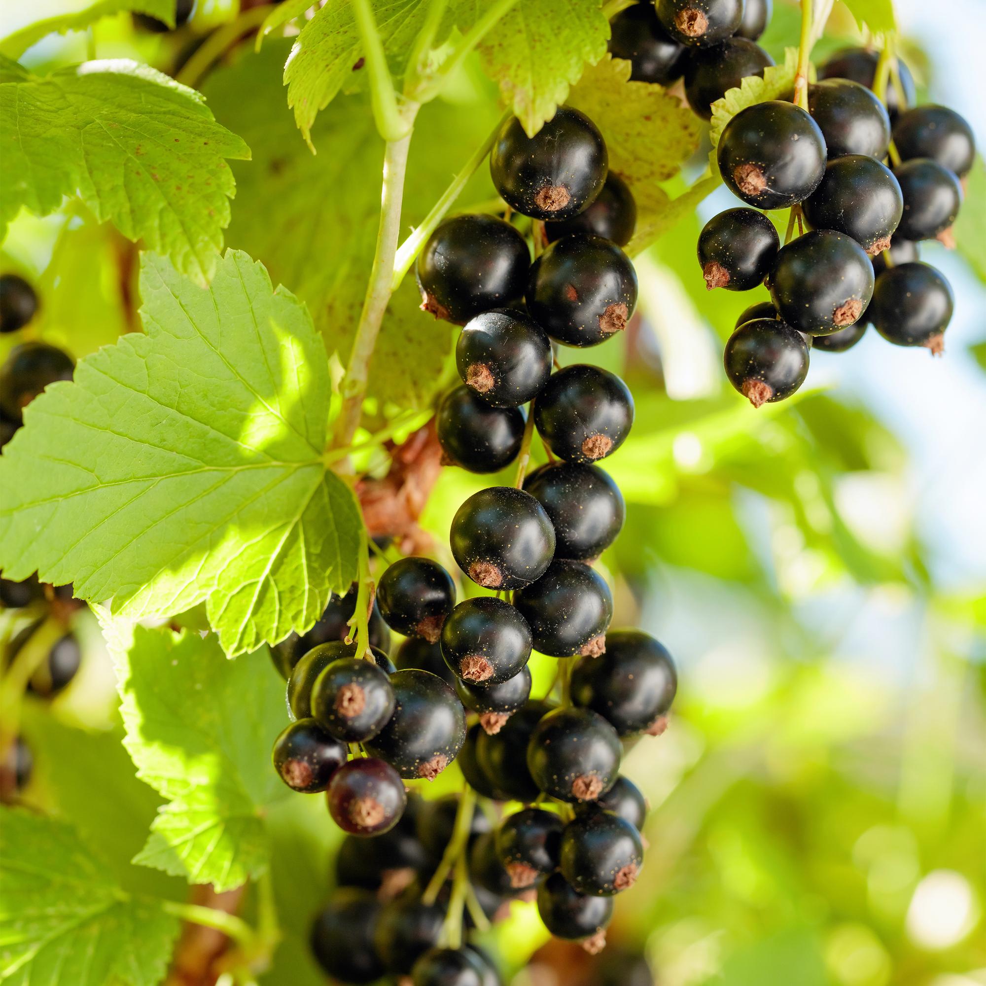 Schwarze Johannisbeere „Titania“  – 2 Pflanzen, ca. 40 cm hoch, Topf 11 cm