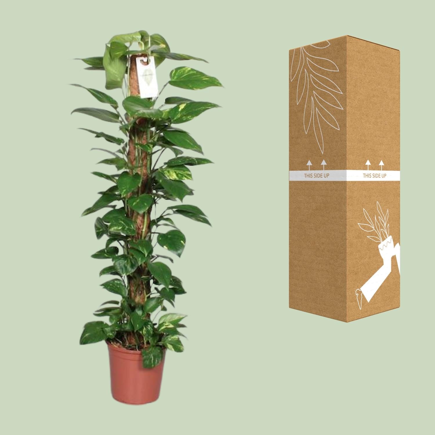 Epipremnum Pinnatum – Efeutute am Moosstab - 60-120 cm