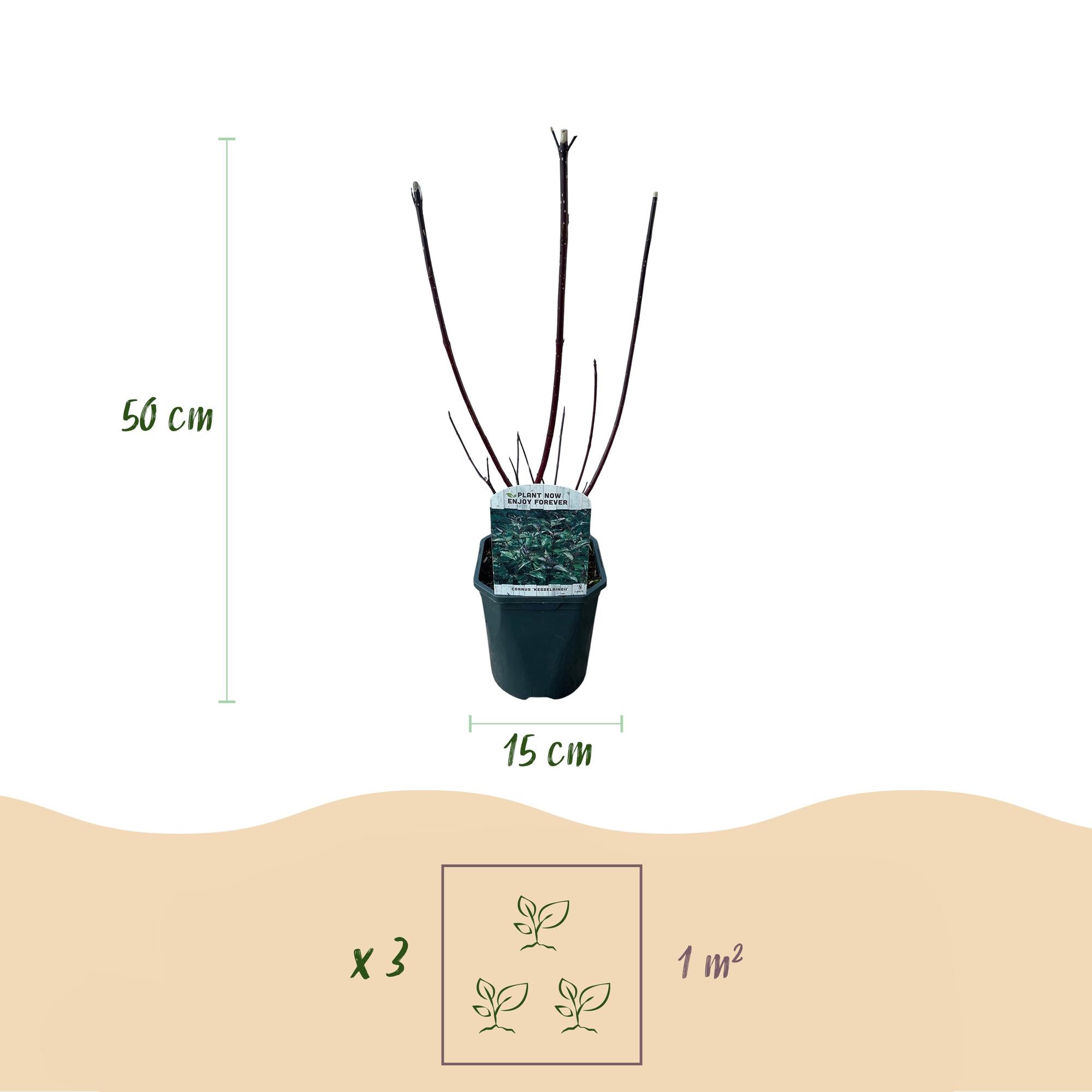 Cornus alba 'Kesselringii' – Ornamental dogwood with dark branches, 45 cm tall
