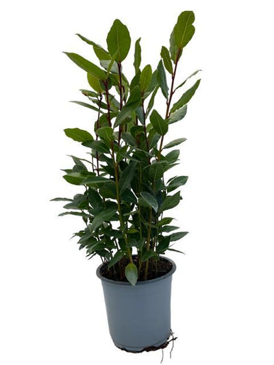 Laurel (Laurus nobilis) – 35–130 cm