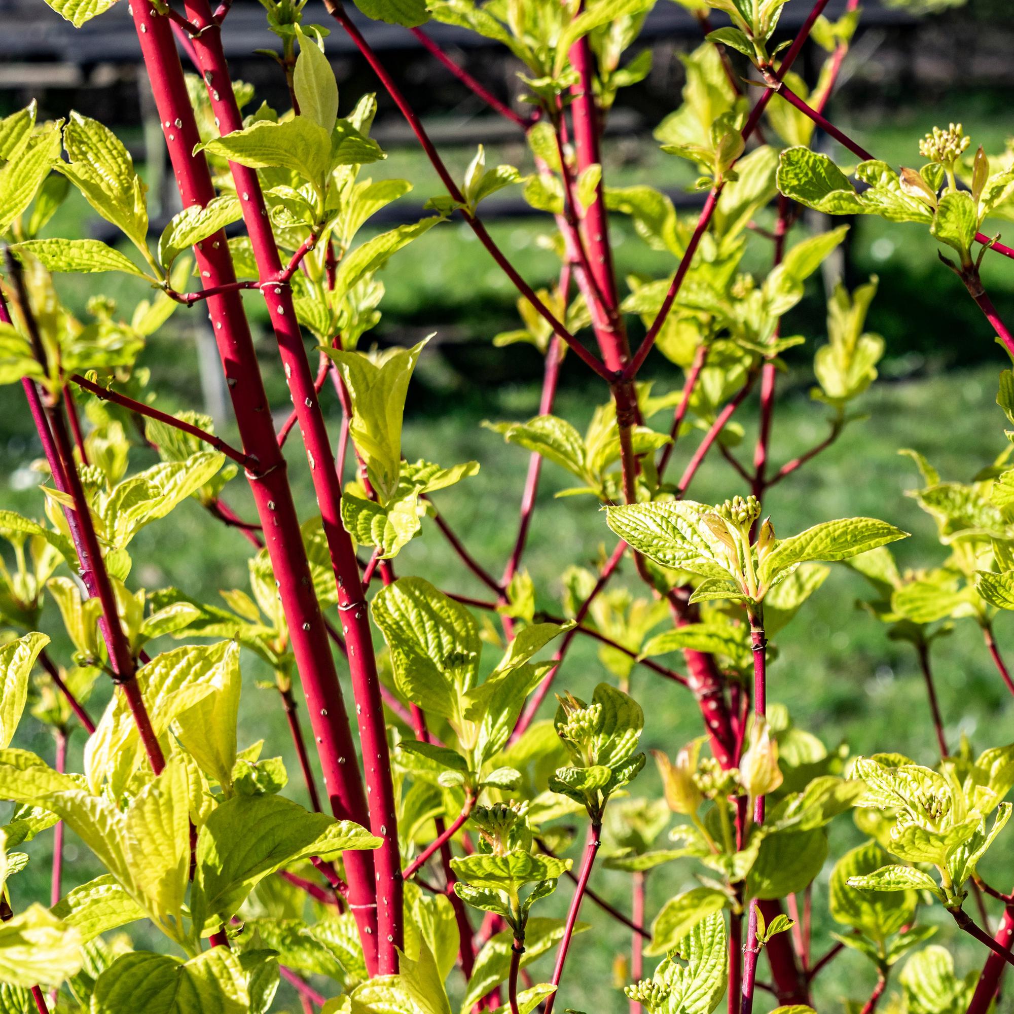 Cornus sibirica – arbusto ornamental de hoja caduca, ramas rojas, maceta de 17 cm, 45 cm