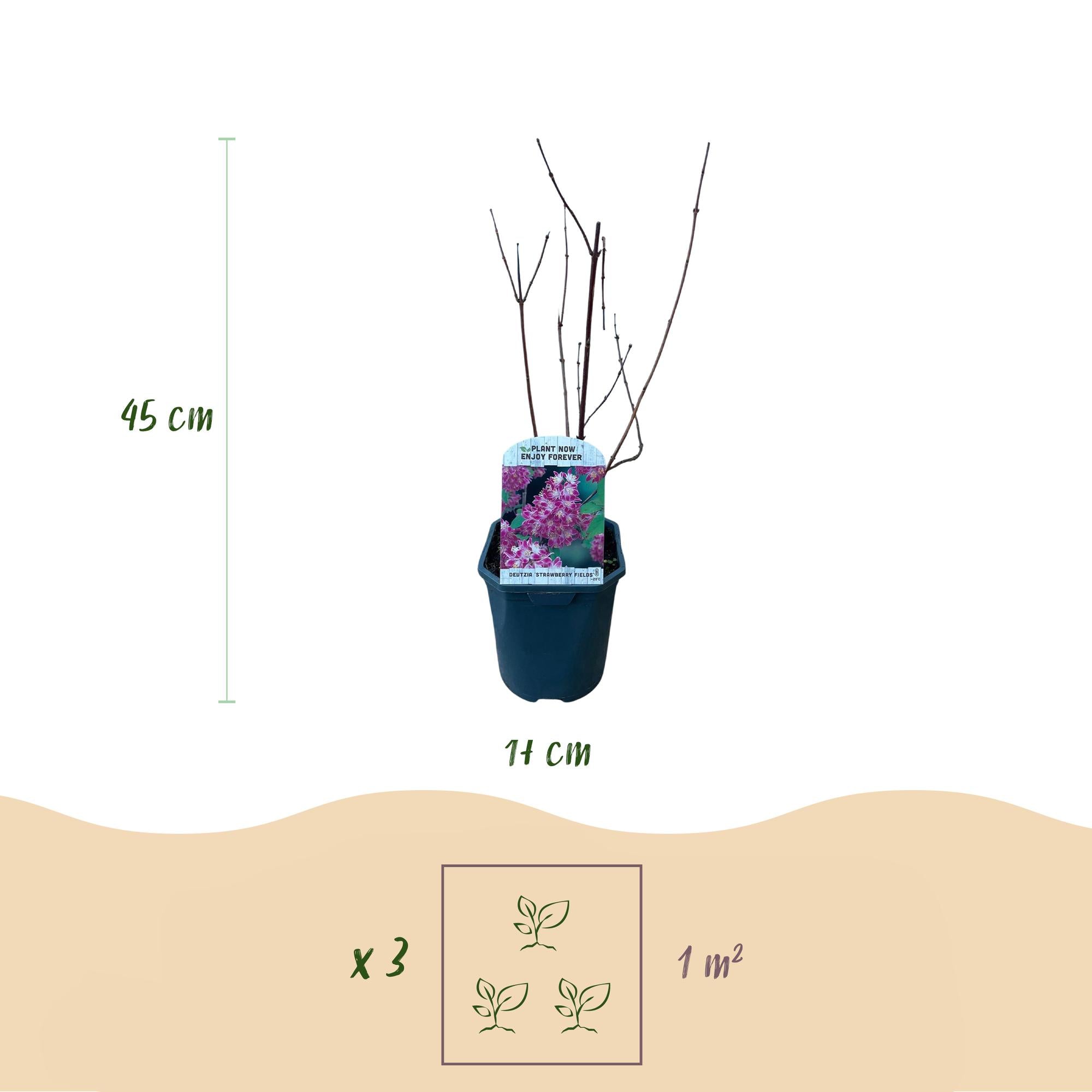Deutzia 'Strawberry Fields' – arbusto ornamental con flores rosas, maceta de 17 cm, 45 cm de altura