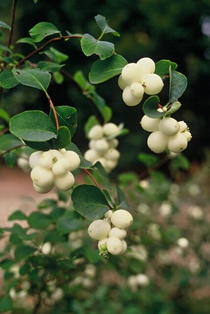 Symphoricarpos ‘Hancock’ – bodendeckender Zierstrauch, 9 cm Topf, 10–25 cm