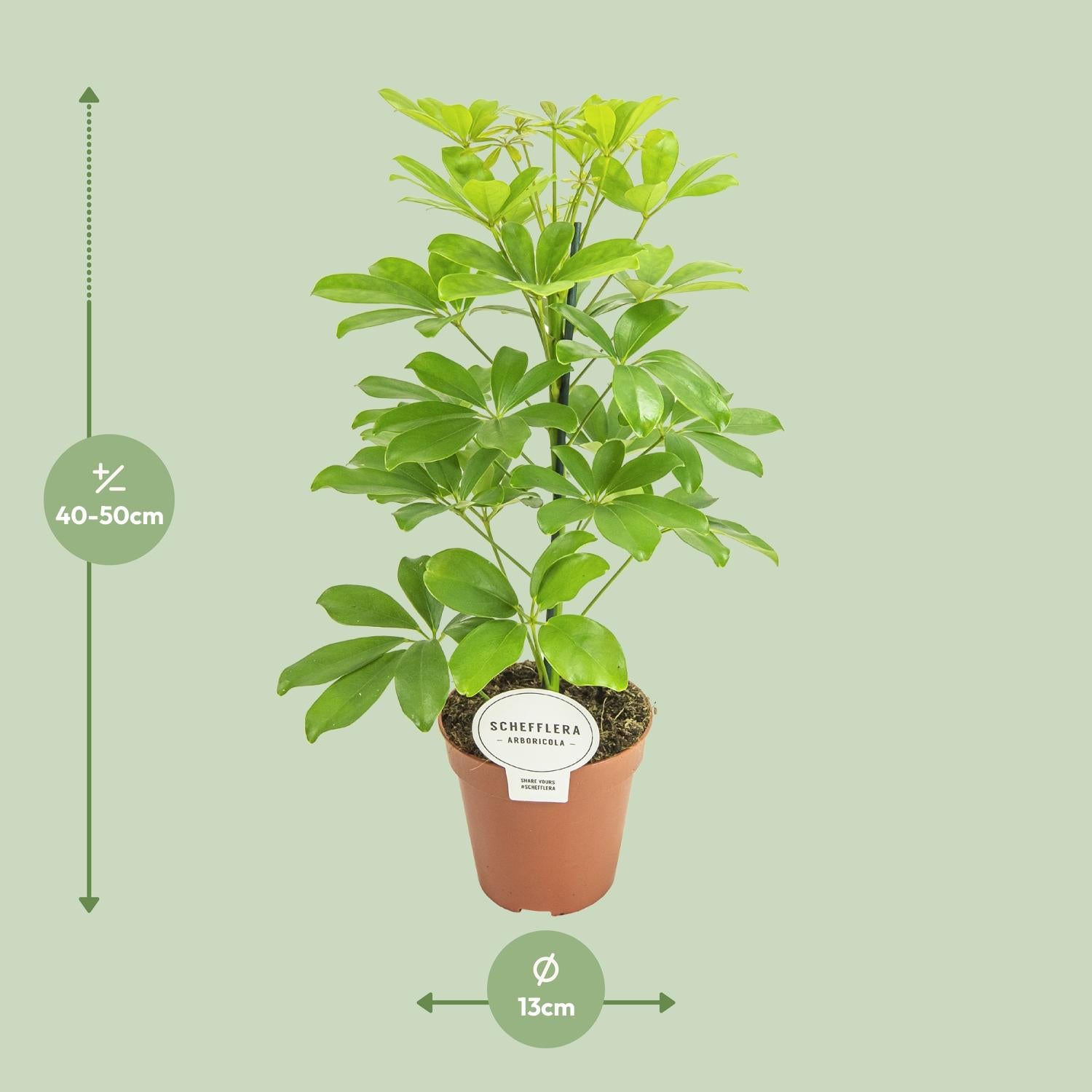 Schefflera Nora – Schirmbaum - 35-45 cm