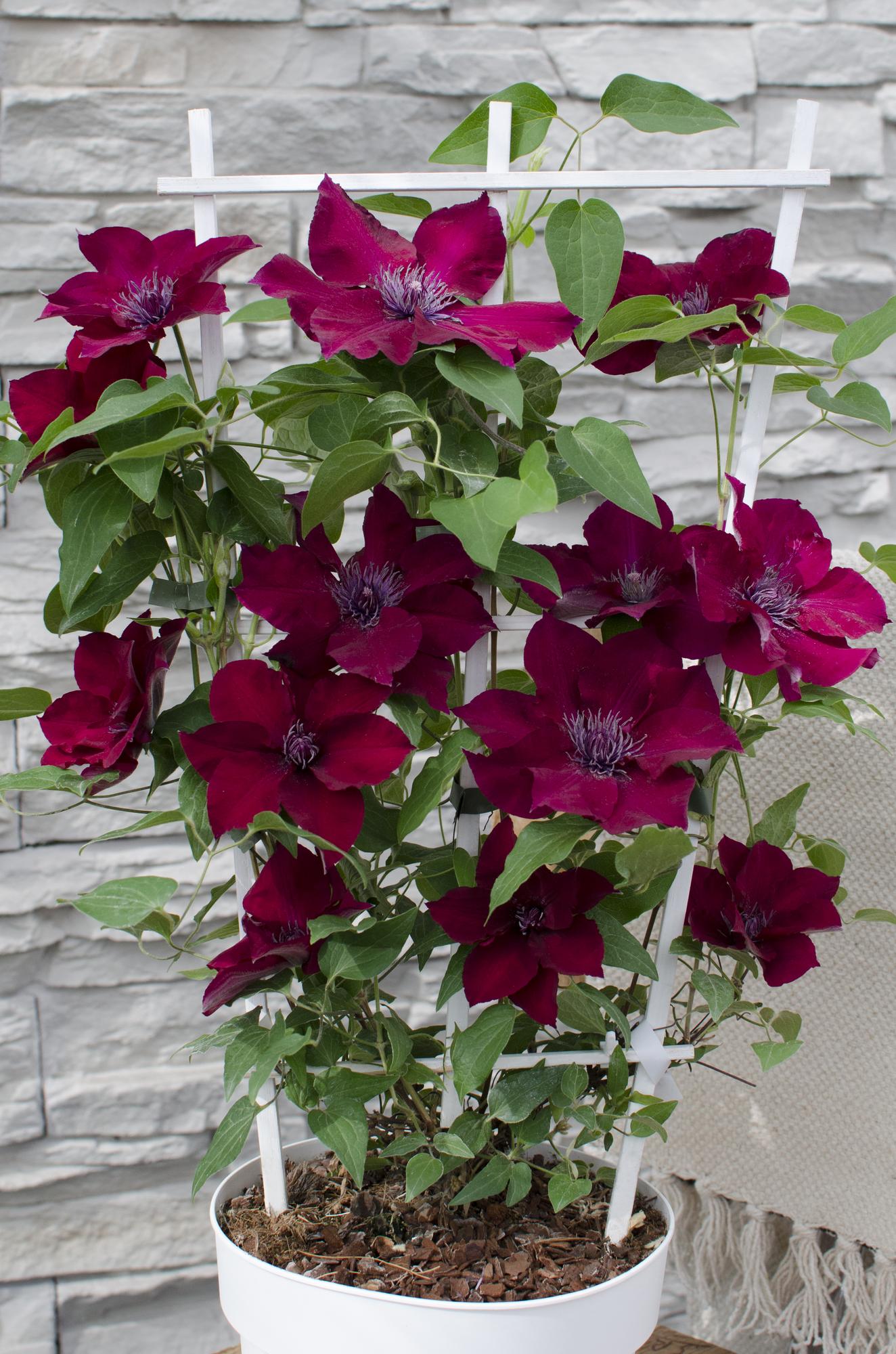 Clematis'Nubia' (Evison-Serie) –rotblühende Clematis, Ø15 cm, 65 cm hoch