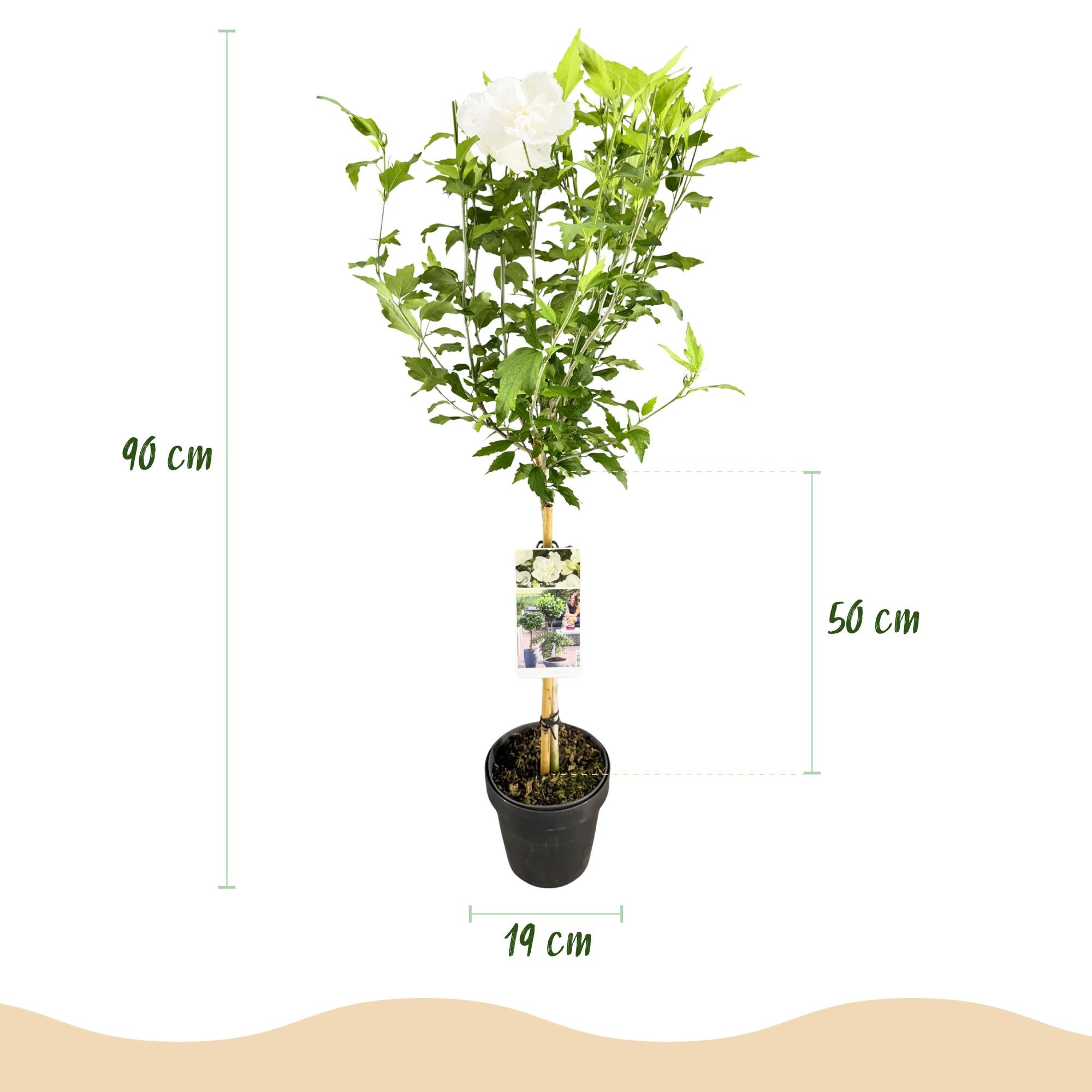 Planta estándar de hibisco 'White Chiffon'® – resistente, flores blancas, maceta de 19 cm, 90 cm