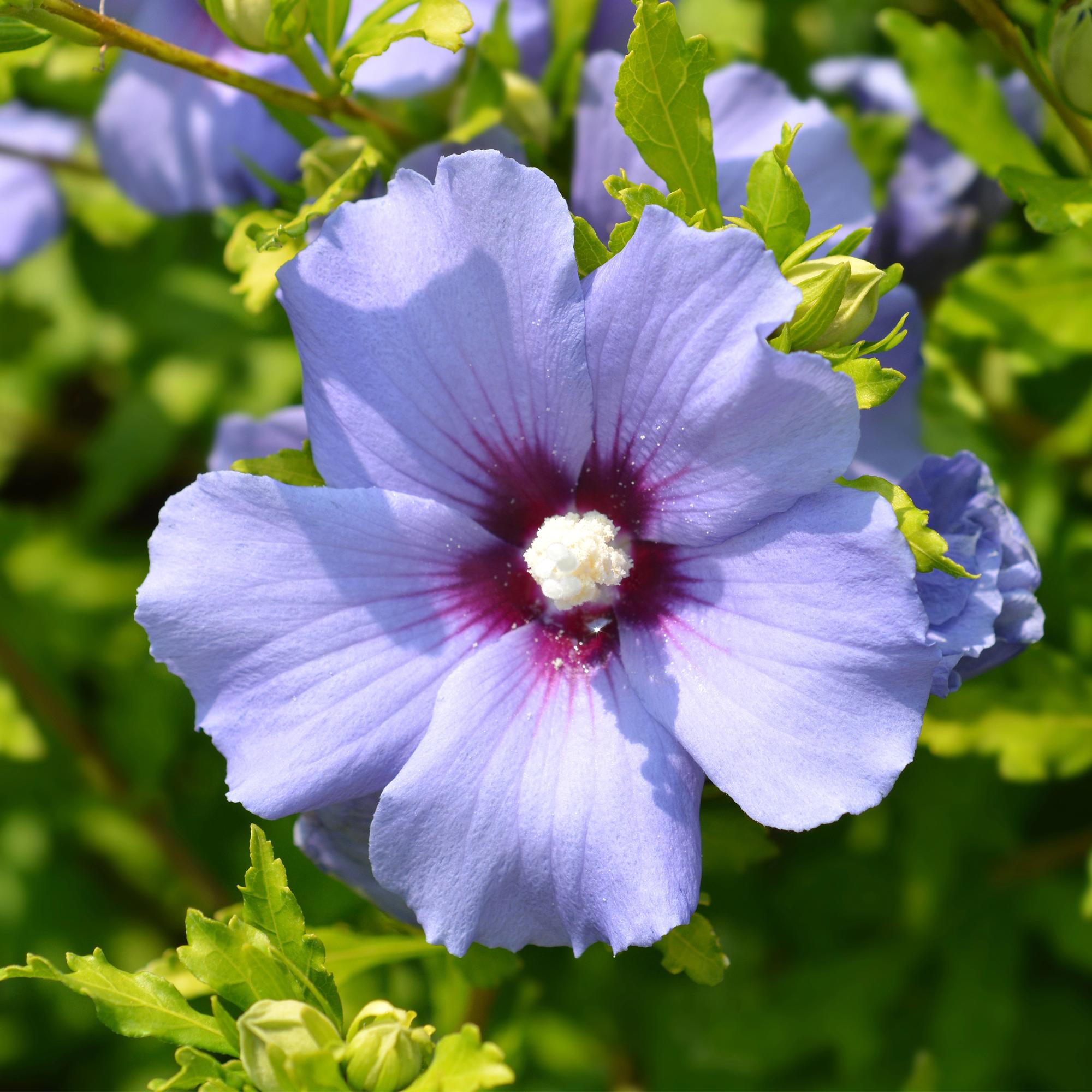Hibisco de jardín 'Oiseau Blue' – flores azules, 1 planta, maceta de 17 cm, 45 cm de altura