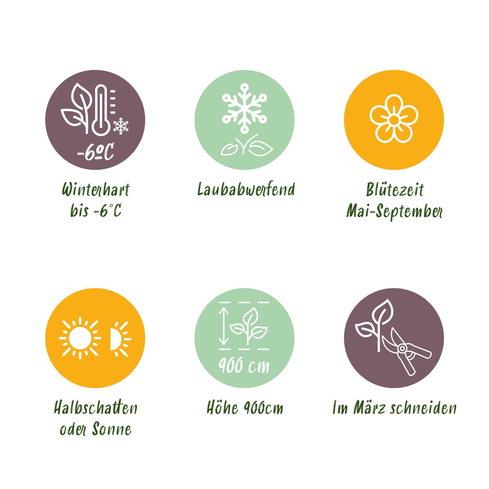 GreenboutiQ - Passionflower - Passiflora Rainbow - Pink, White, Purple, Green Flowers - Low Maintenance - 4 Plants - 11cm Pot, 40cm Height