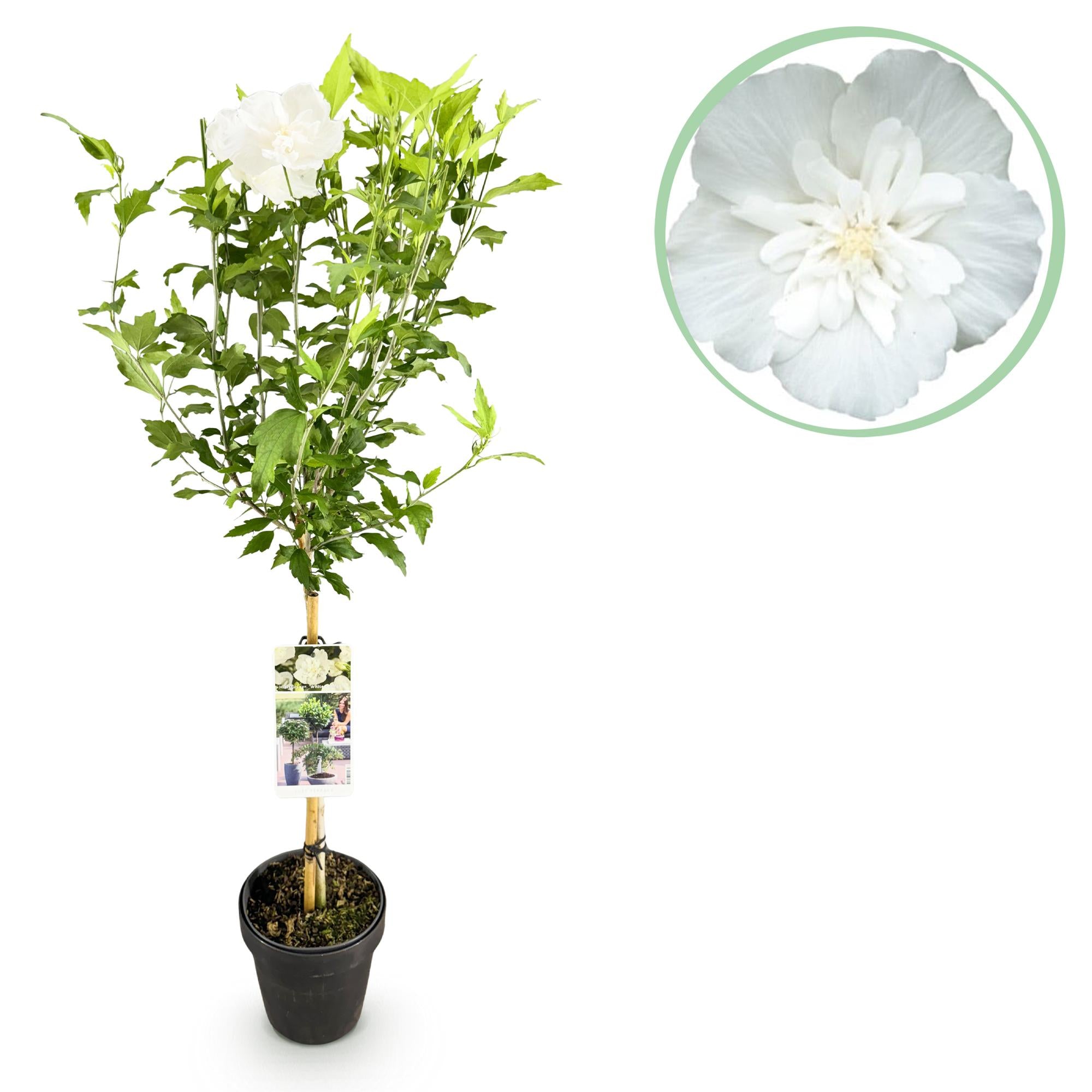 Planta estándar de hibisco 'White Chiffon'® – resistente, flores blancas, maceta de 19 cm, 90 cm