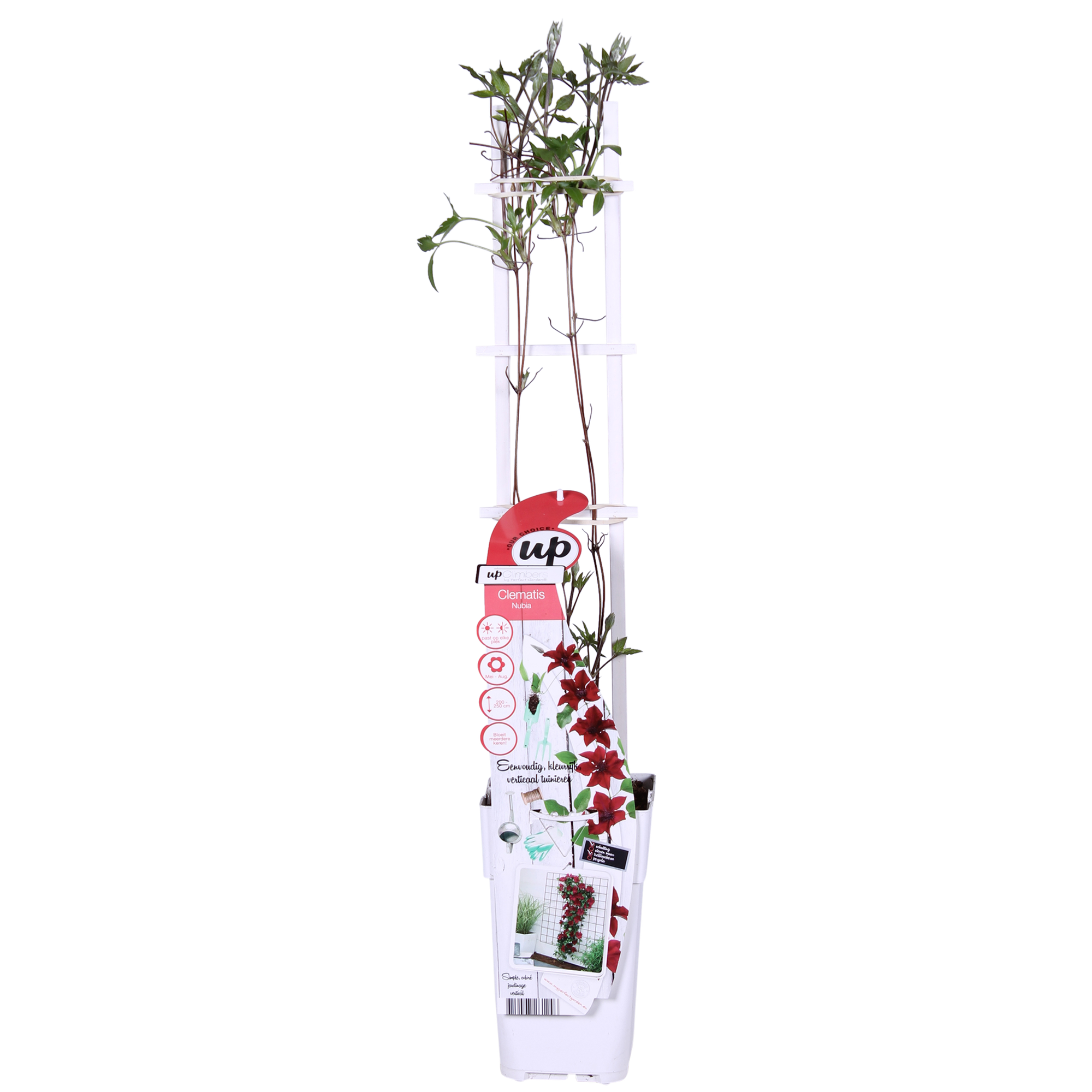 Clematis'Nubia' (Evison-Serie) –rotblühende Clematis, Ø15 cm, 65 cm hoch