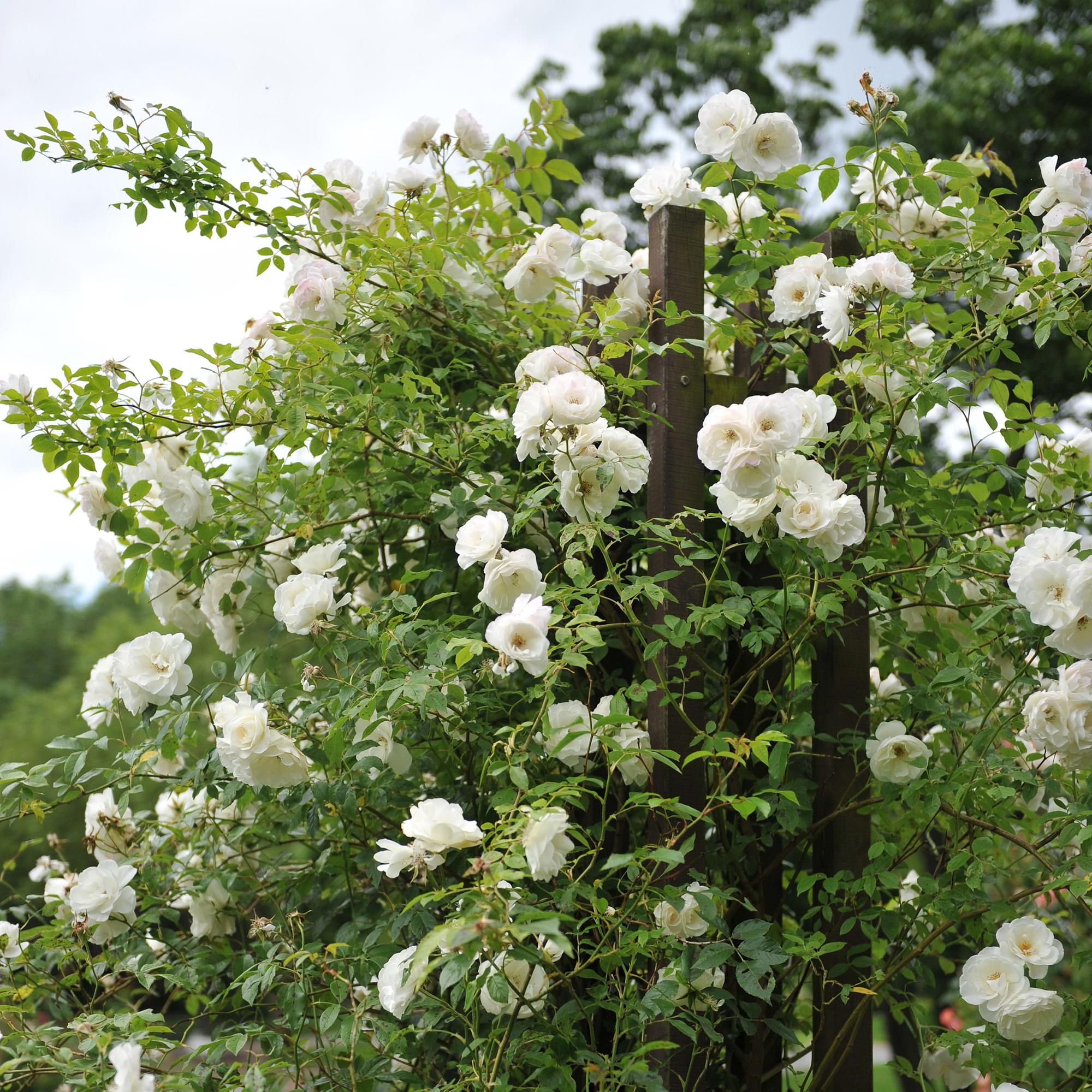Kletterrose ‘White Climber’ – weiße Blüte, pflegeleicht, 2 Pflanzen im 11 cm Topf, 40 cm hoch