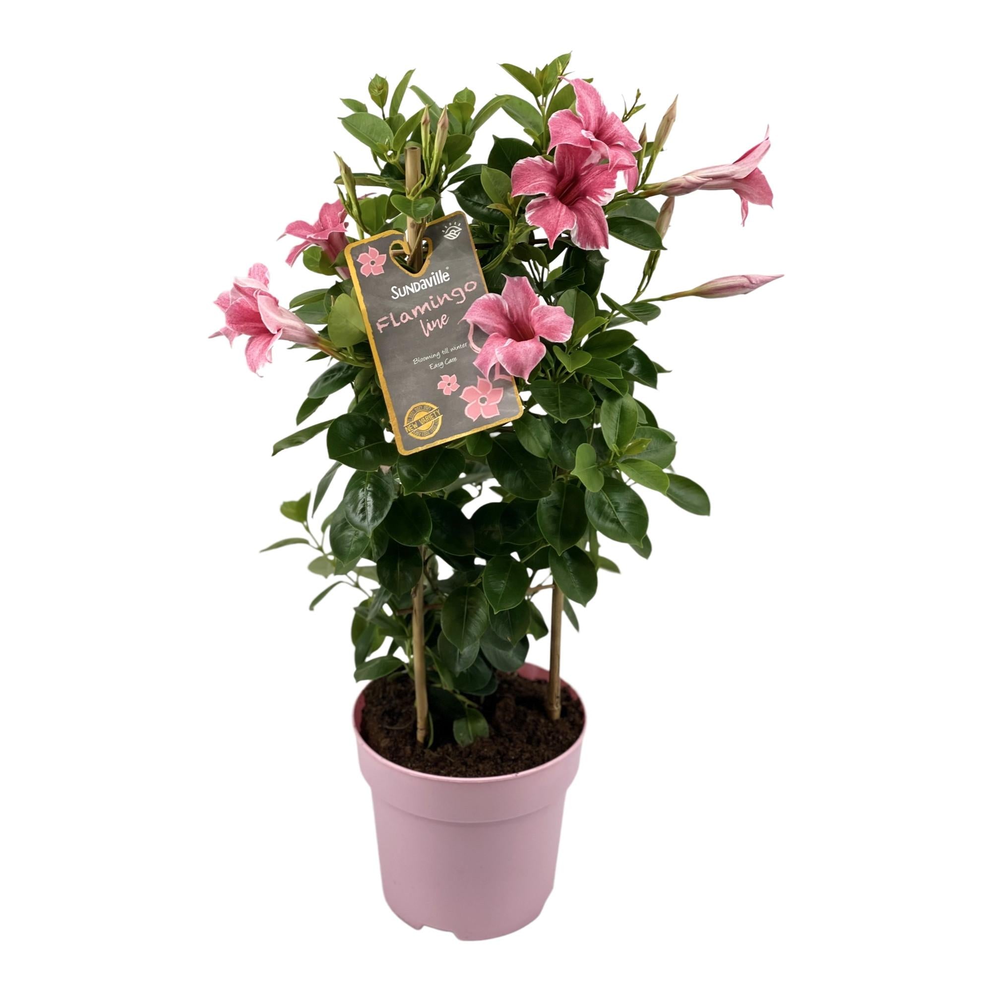 Mandevilla (Dipladenia) „Sundaville Flamingo Pink“ – 17 cm Topf, 55 cm