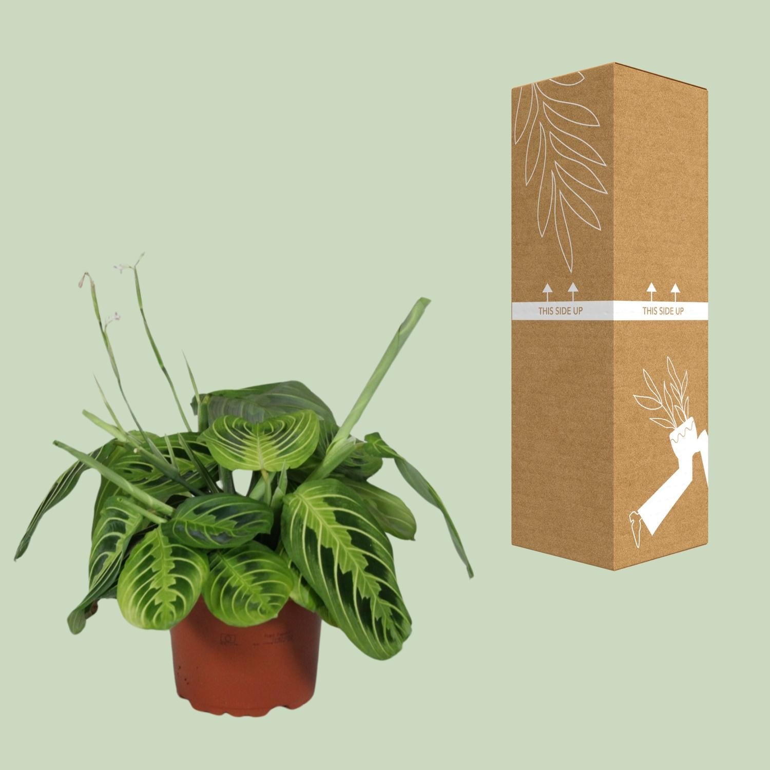 Maranta Leuconeura ‘Fascinator Lemon Lime’ – Pfeilwurze - 12cm Topf, 30cm hoch