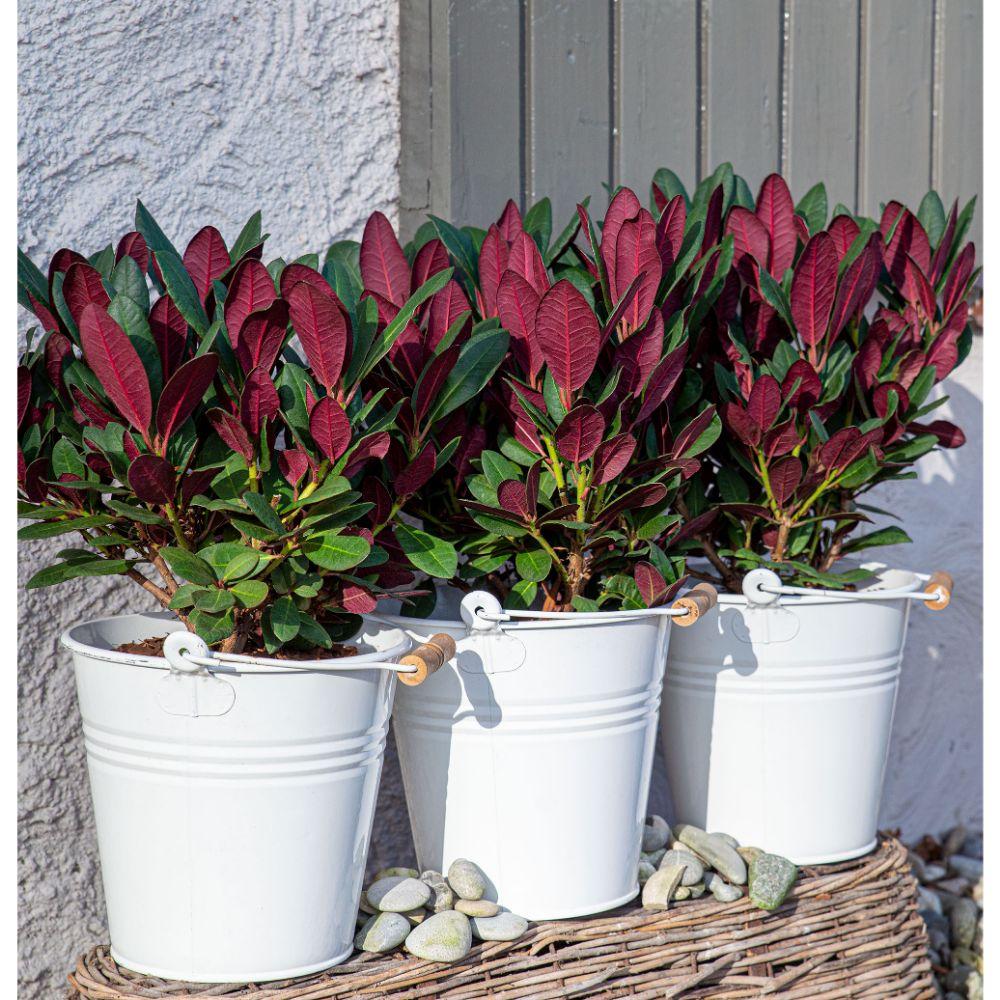 Rhododendron 'Wine & Roses' – evergreen, 13 cm pot, 20 cm tall