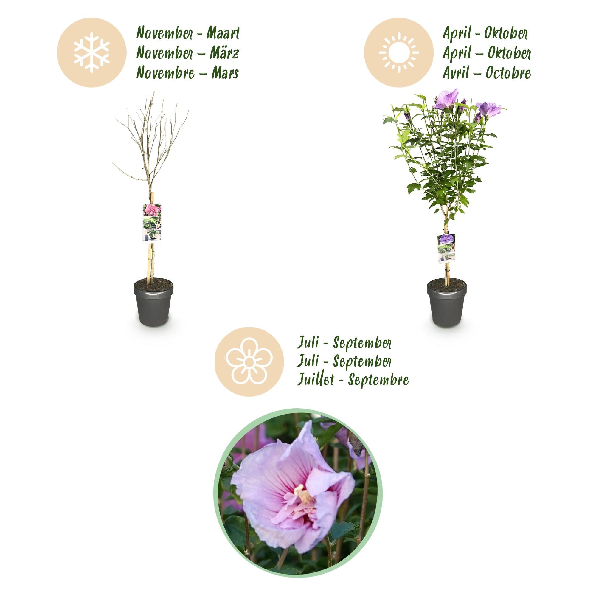Hibisco estándar 'Lavender Chiffon'® – planta de patio resistente, maceta de 19 cm, 90 cm de altura