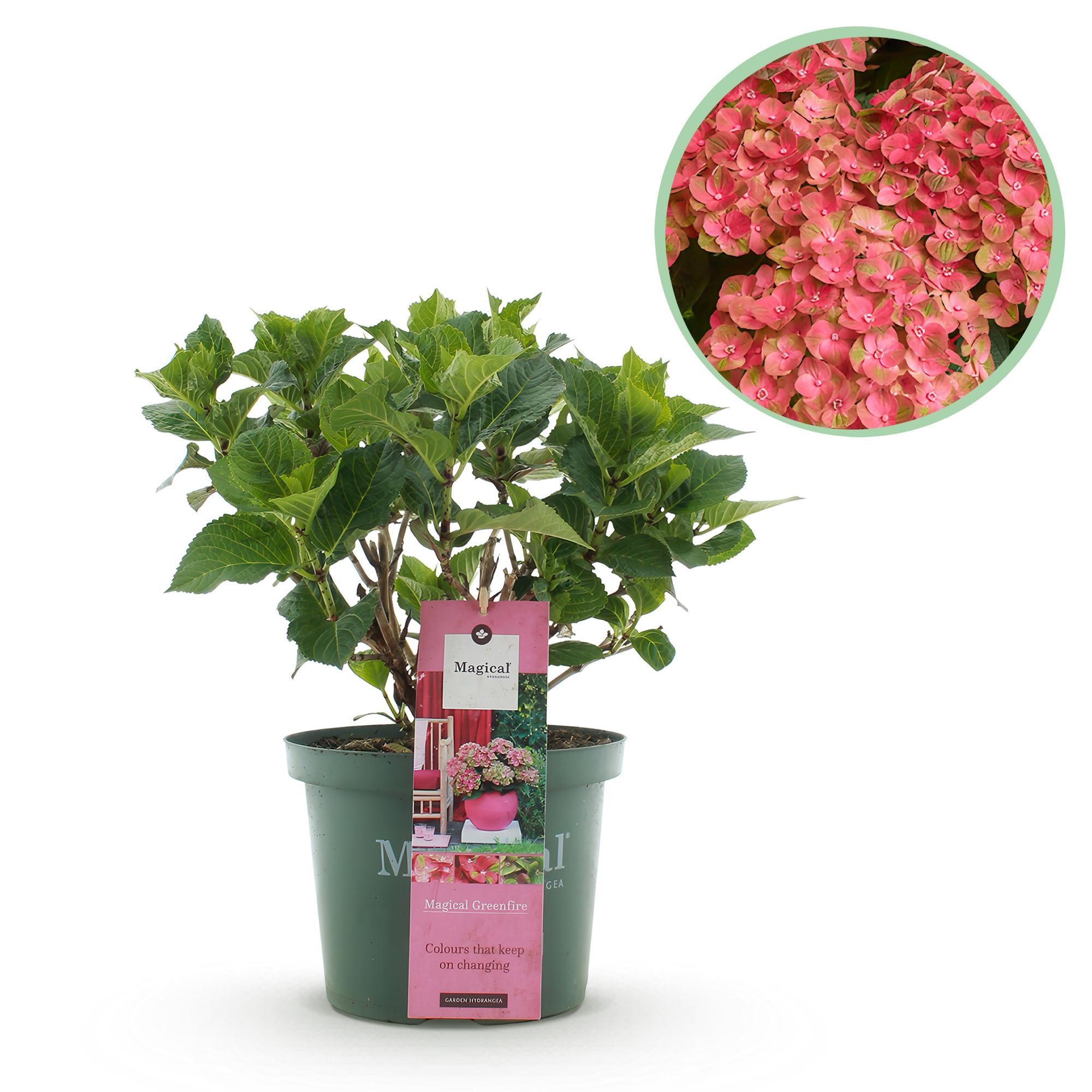 Balkonpflanze Hortensie ‘Magical Green Fire’ – 6–10 Blüten, rosa-grün, Topf 23 cm, 55 cm hoch
