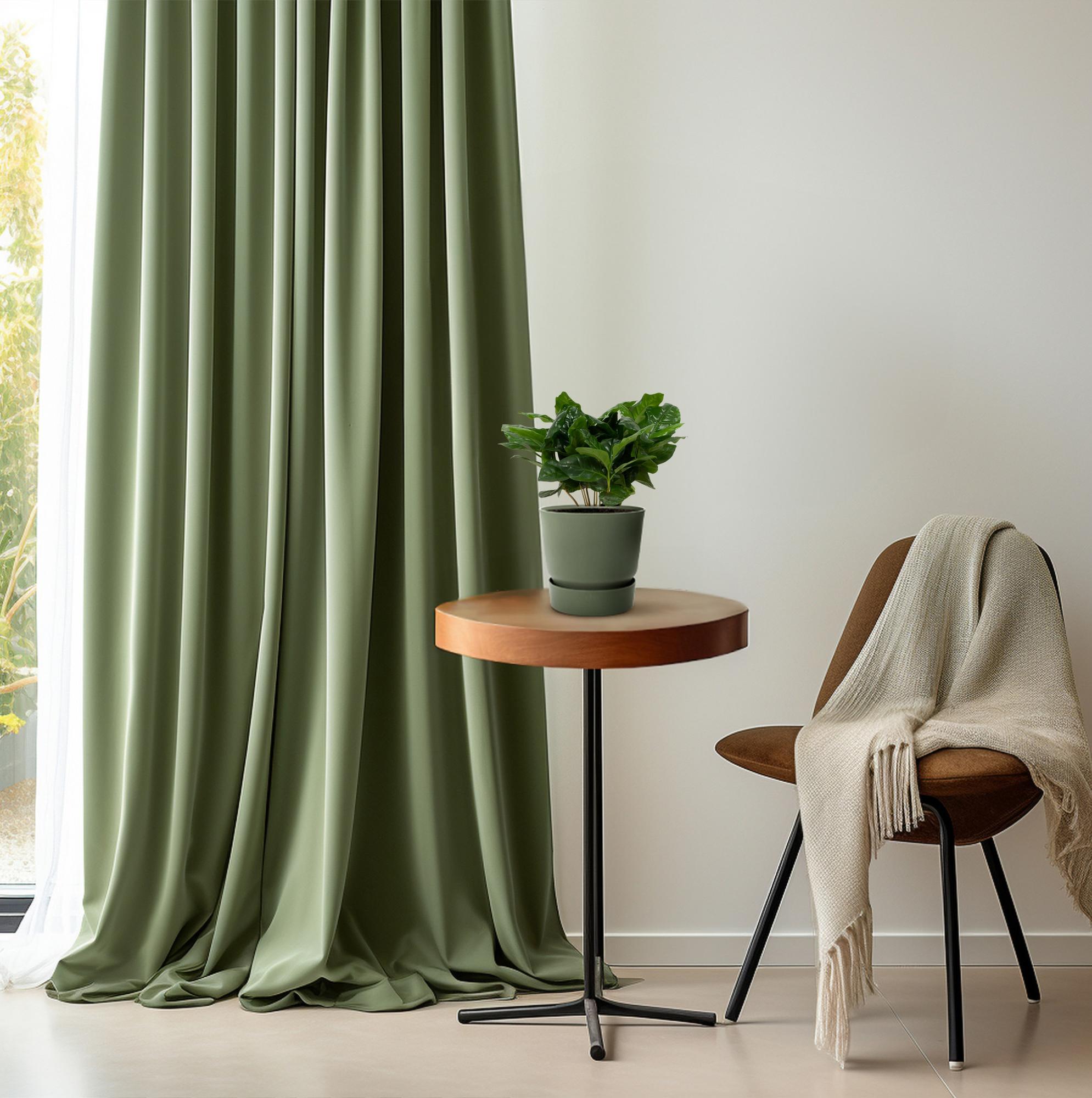 Caféier (Coffea arabica) –22–30 cm