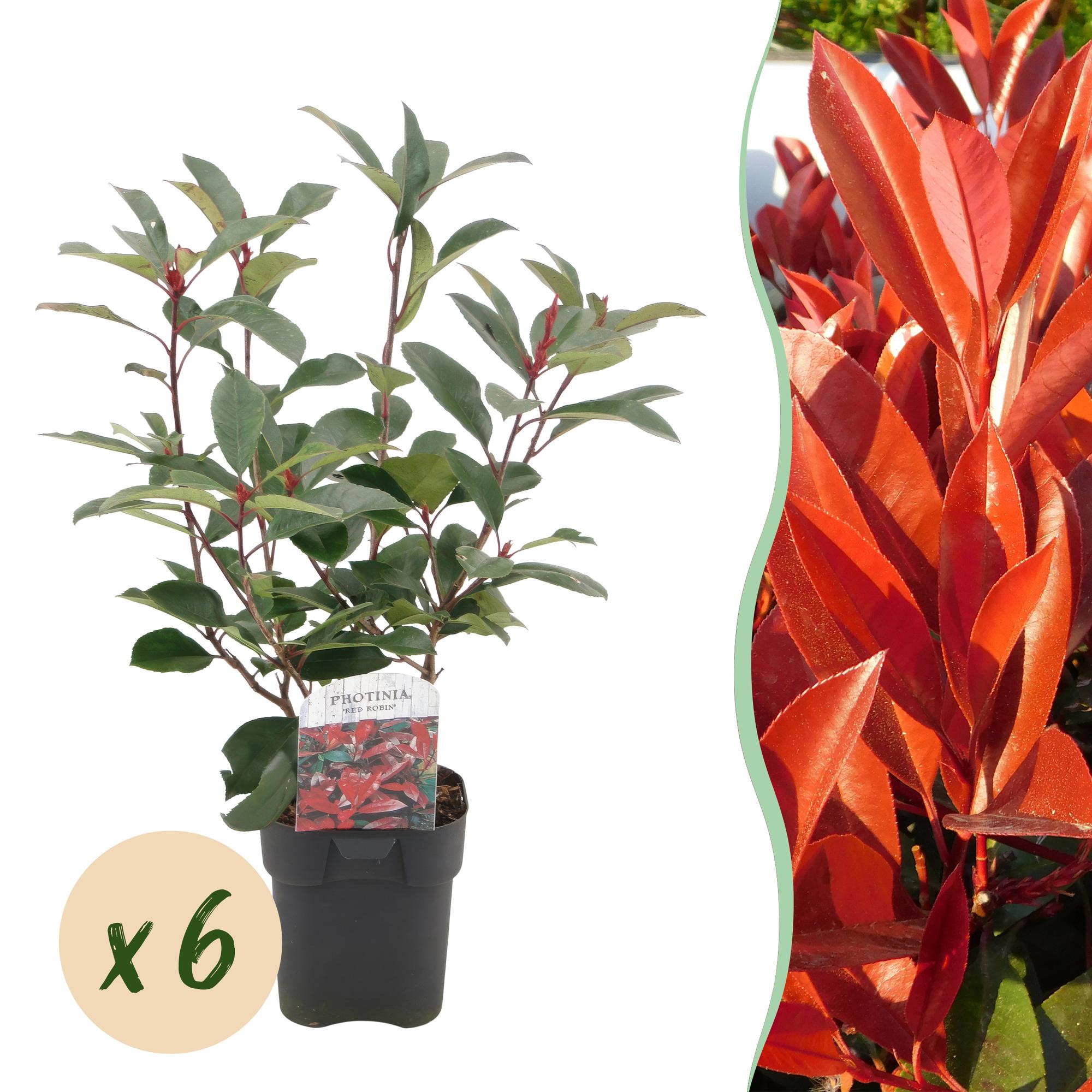 Photinia Fraseri 'Red Robin' – Red Robin Photinia, evergreen, 6 plants – 17 cm pot, 50 cm tall