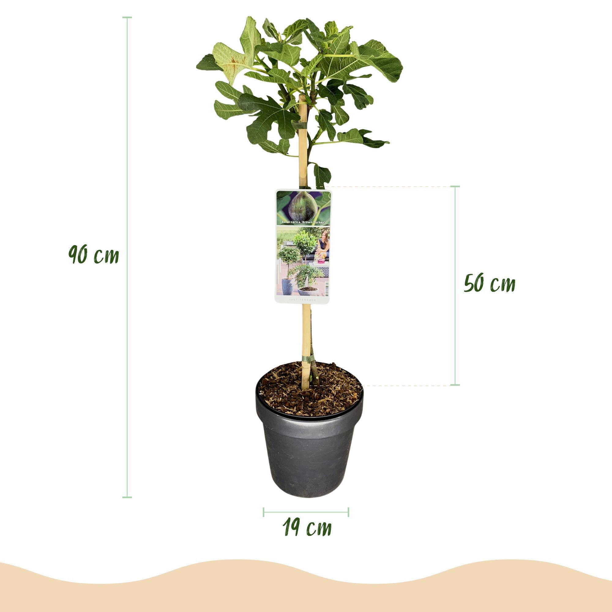 Feigenbaum „Brown Turkey“ (Ficus carica) – 19–90 cm
