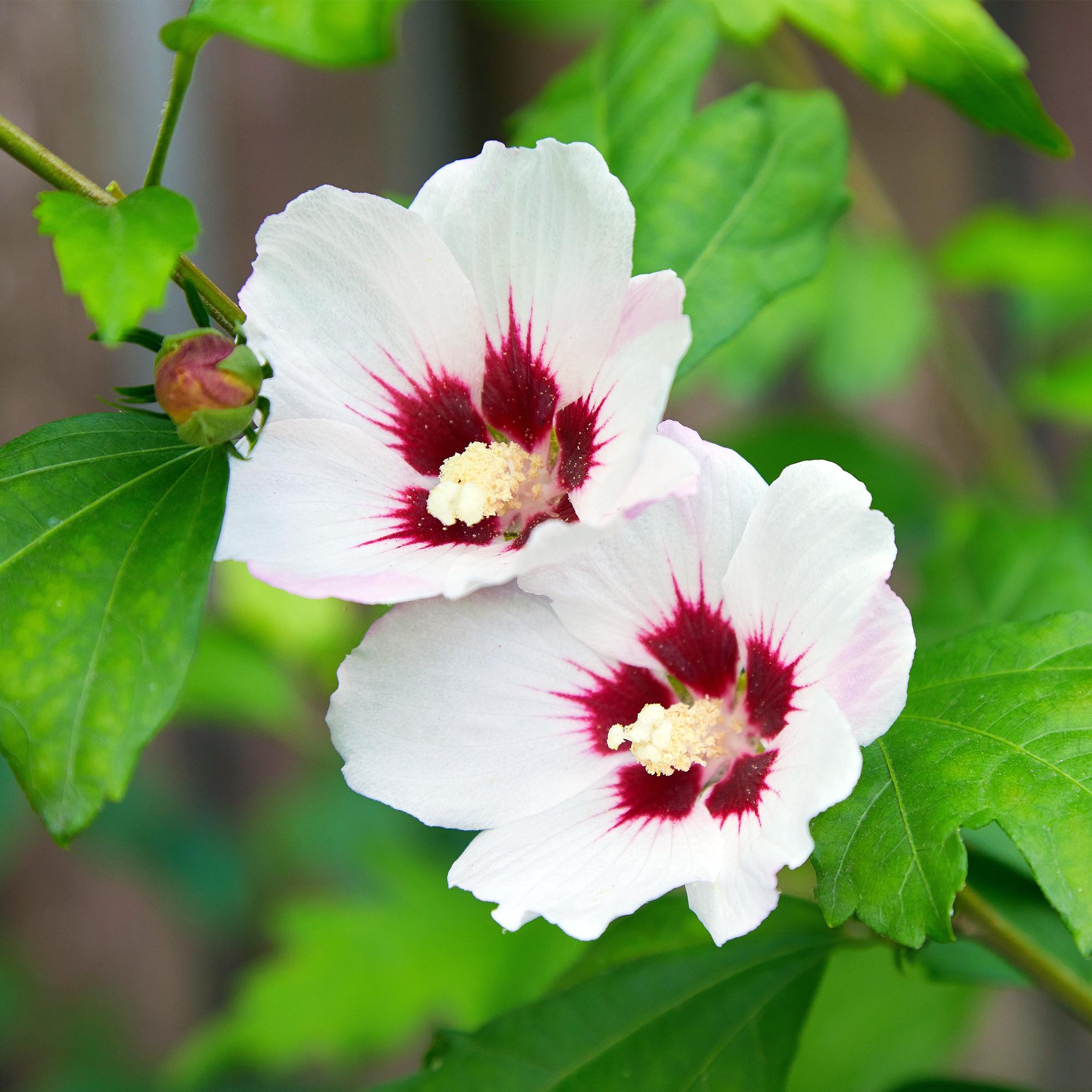 Hibisco 'Hamabo' – caducifolio, floración rosa claro, maceta de 17 cm, 45 cm de alto
