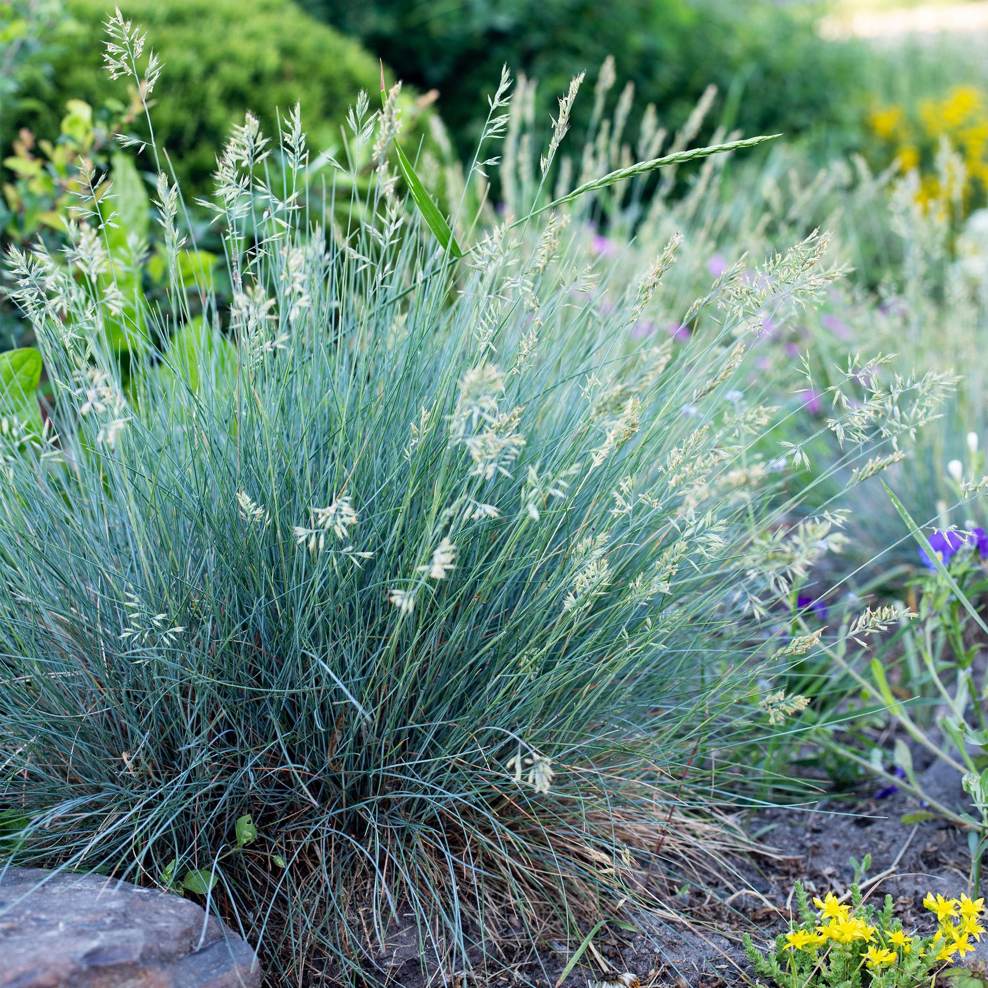 Festuca azul 'Intense Blue' (Festuca glauca) – perenne, maceta de 17 cm, 50 cm de altura