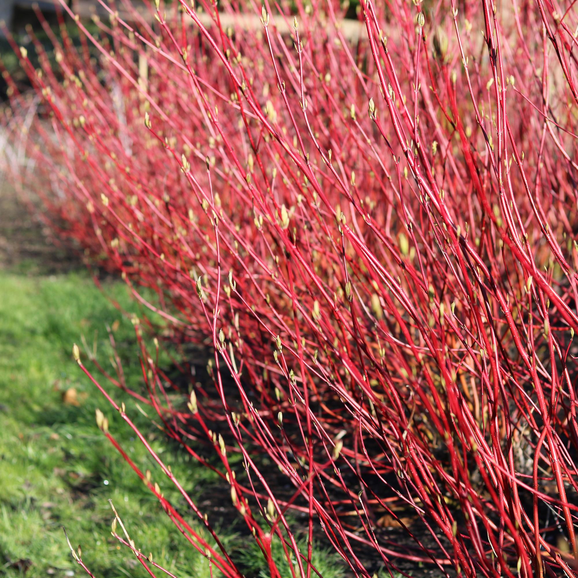 Cornus sibirica – arbusto ornamental de hoja caduca, ramas rojas, maceta de 17 cm, 45 cm