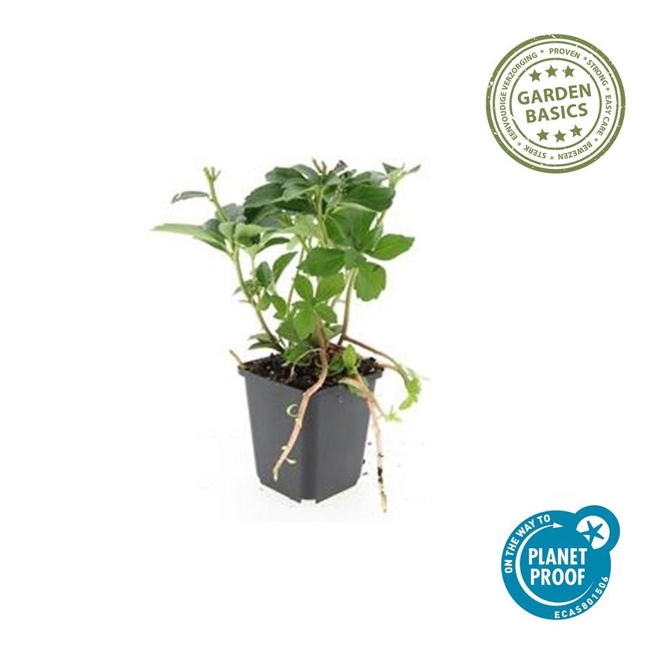 Pachysandra terminalis – immergrüner Bodendecker, 10–25 cm hoch