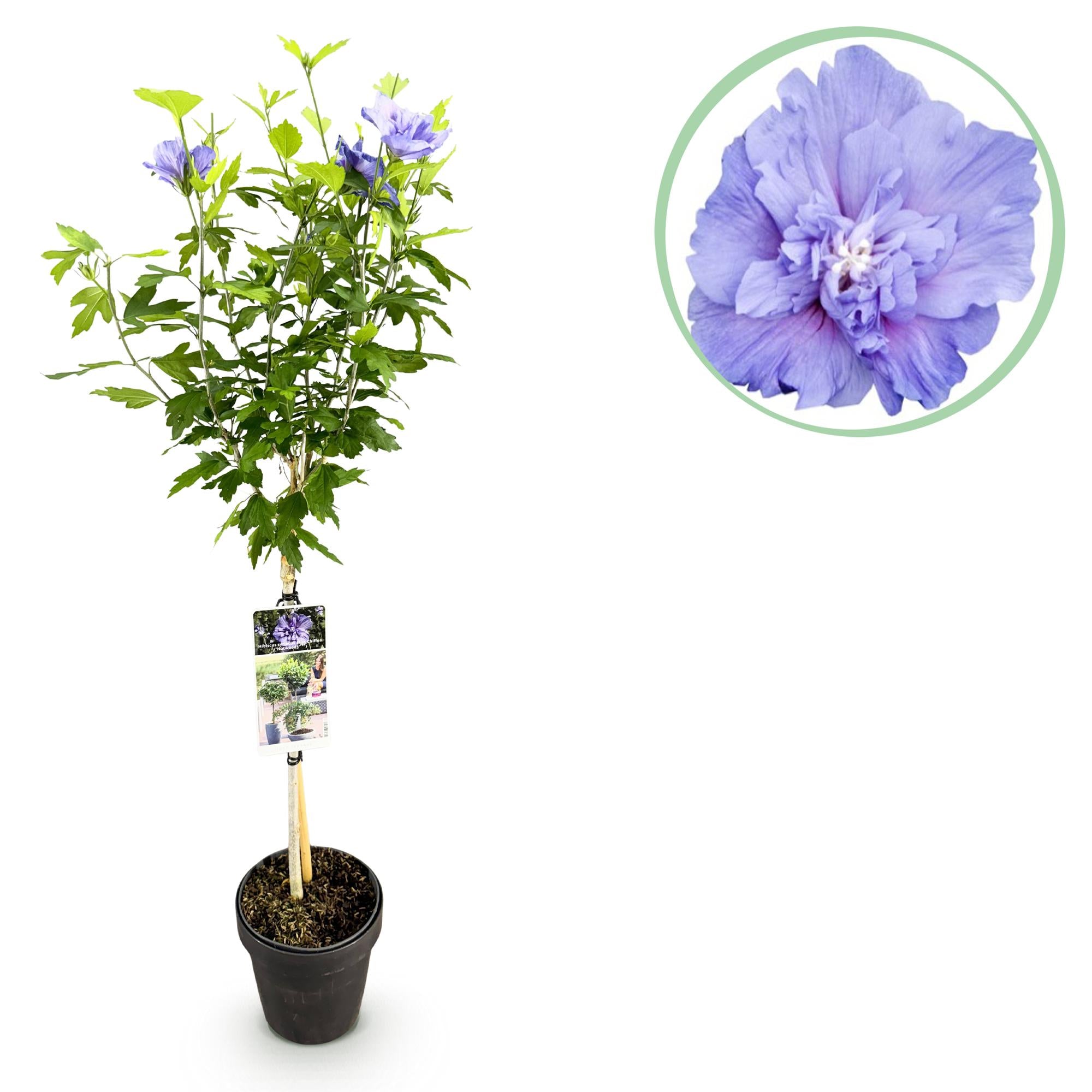 Hibiscus Blue Chiffon® – planta estándar de hoja caduca, de fácil cuidado, maceta de 19 cm, 90 cm de altura