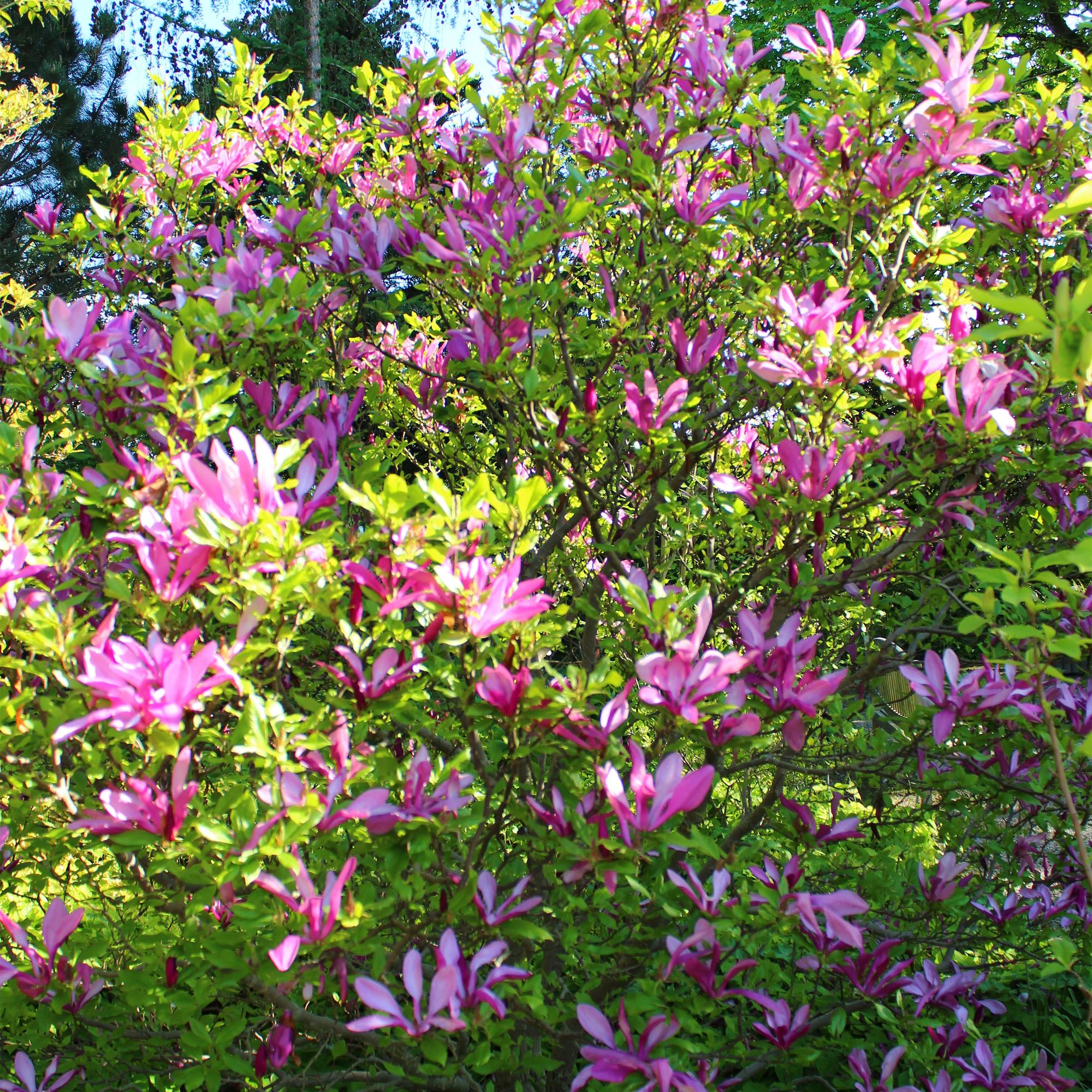 Magnolia 'Susan' – 1 planta, flor rosa oscuro, fácil de cuidar, maceta de 17 cm, altura 45 cm