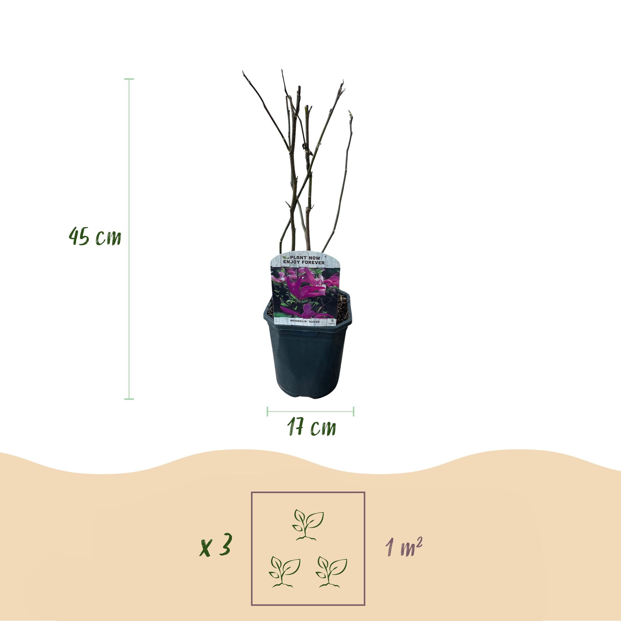 Magnolia 'Susan' – 1 planta, flor rosa oscuro, fácil de cuidar, maceta de 17 cm, altura 45 cm