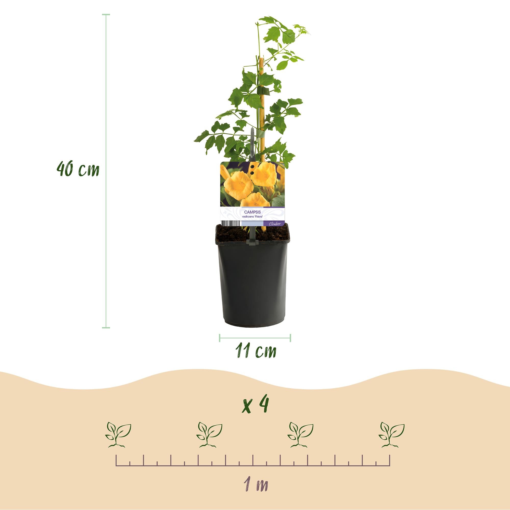 Campsis radicans 'Flava' – enredadera de trompeta de flores amarillas, 2 plantas, maceta de 11 cm, 40 cm de altura