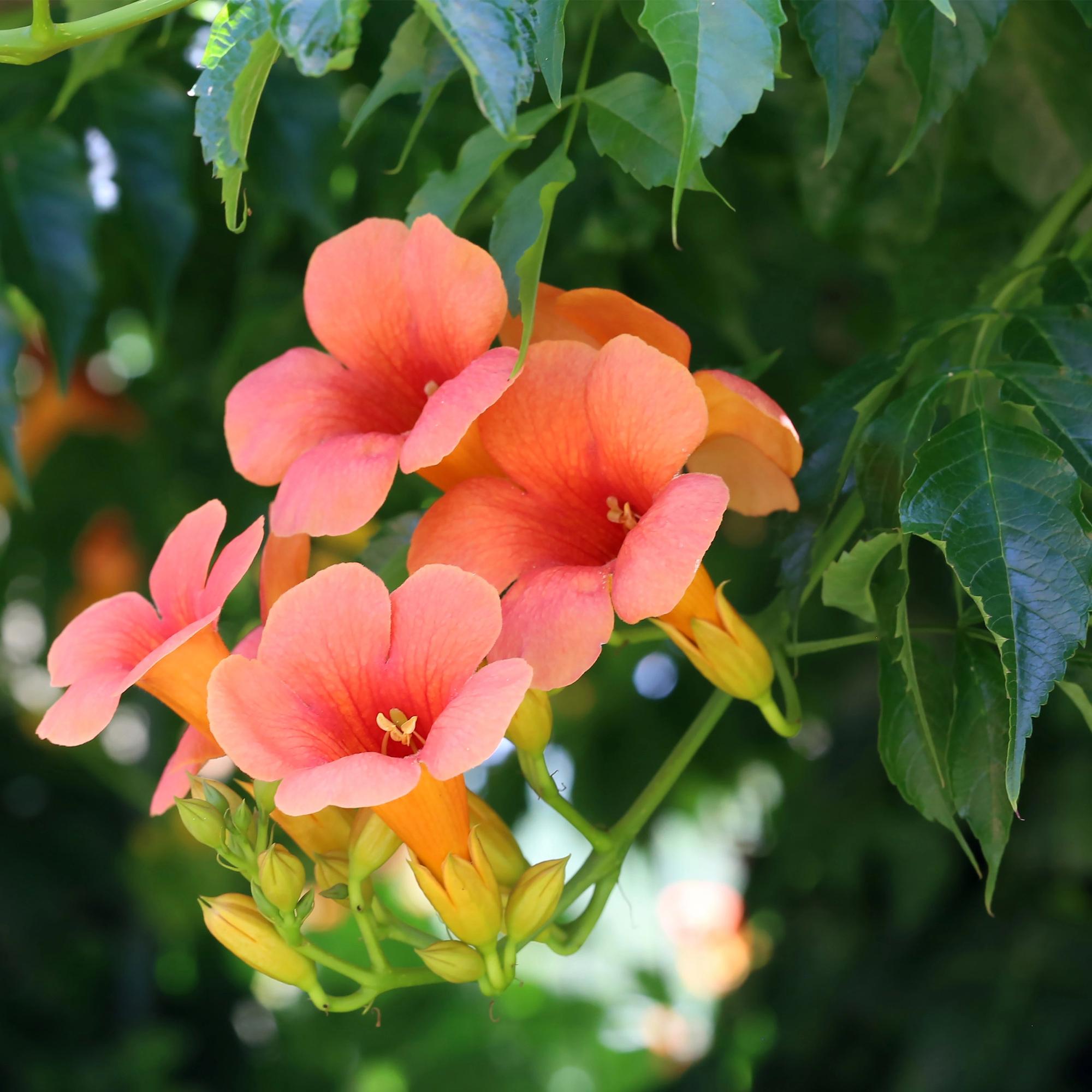 Campsis radicans 'Madame Galen' – Vid de trompeta, floración naranja, 2 plantas, maceta de 11 cm, 40 cm de altura