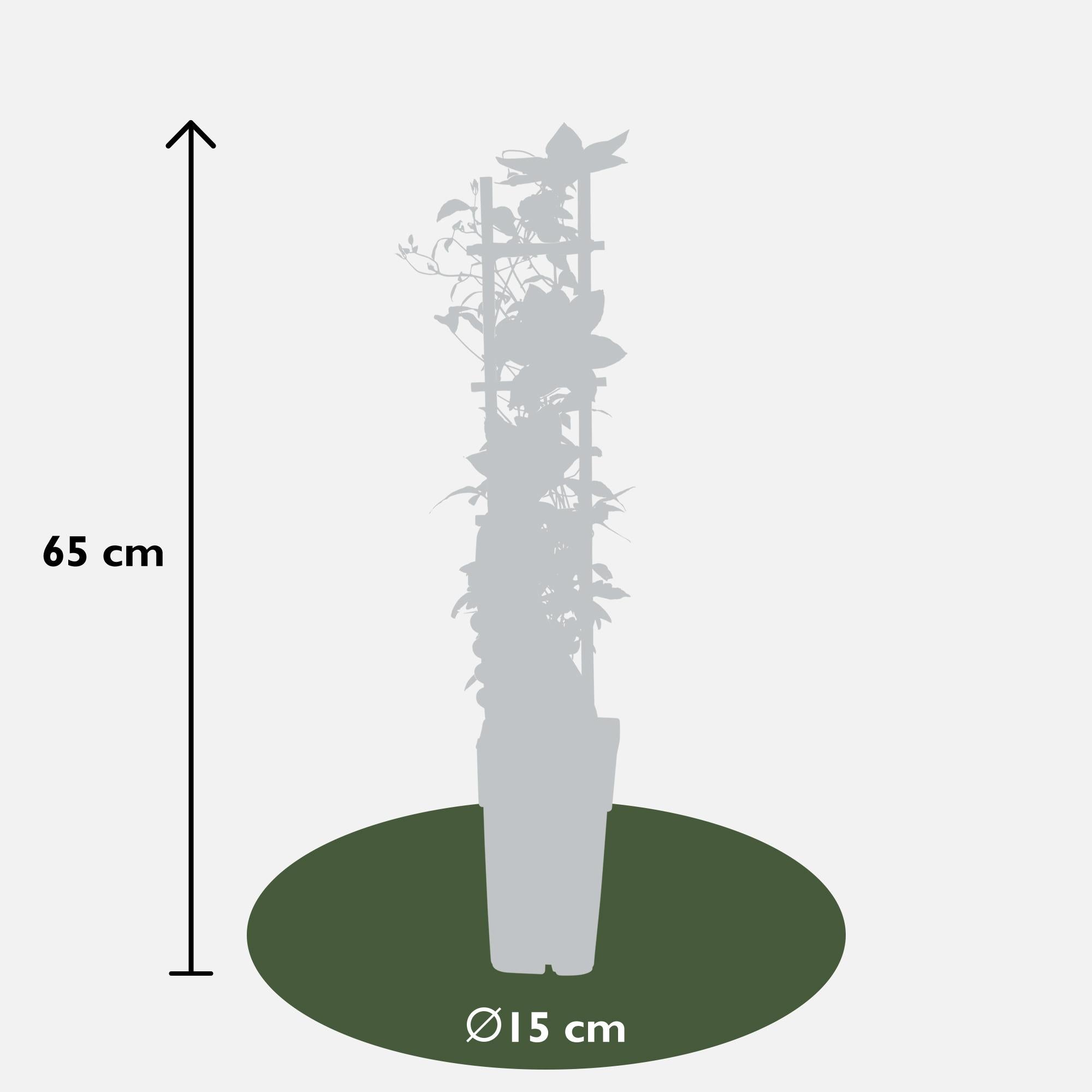 Clematis ‘Corinne’ – kompakte, weiß blühende Kletterpflanze, Ø15 cm, ↕65 cm