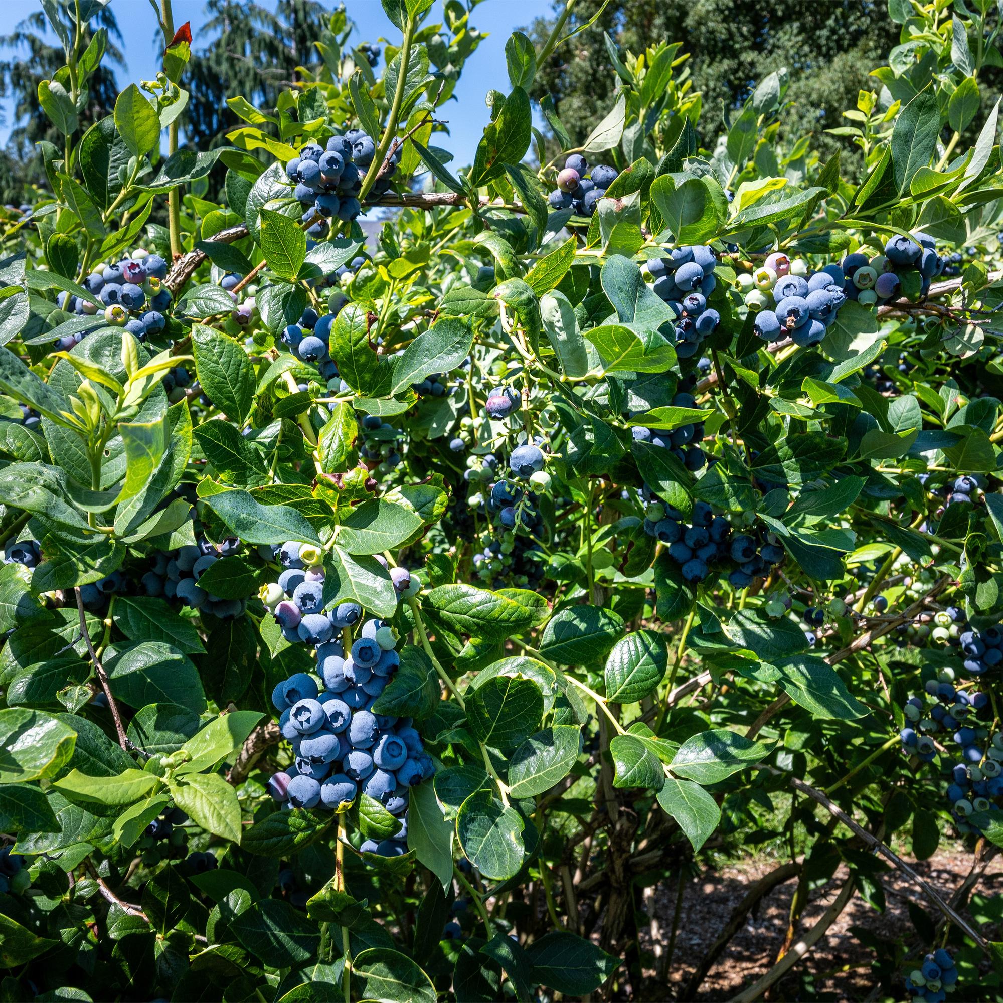 Heidelbeerstrauch ‚Goldtraube‘ – dornenlos, 2 Pflanzen à 40 cm im 11 cm Topf