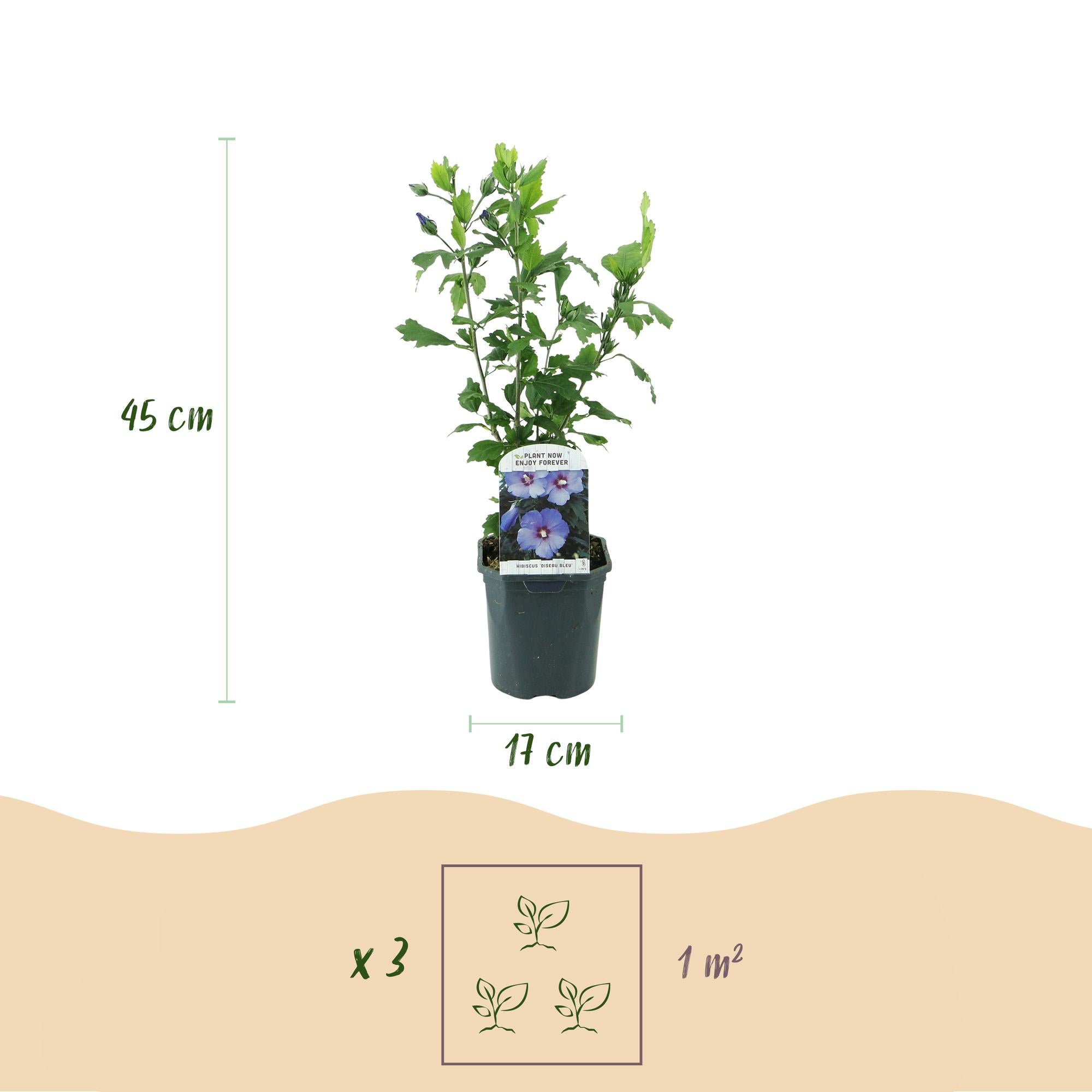 Hibisco de jardín 'Oiseau Blue' – flores azules, 1 planta, maceta de 17 cm, 45 cm de altura