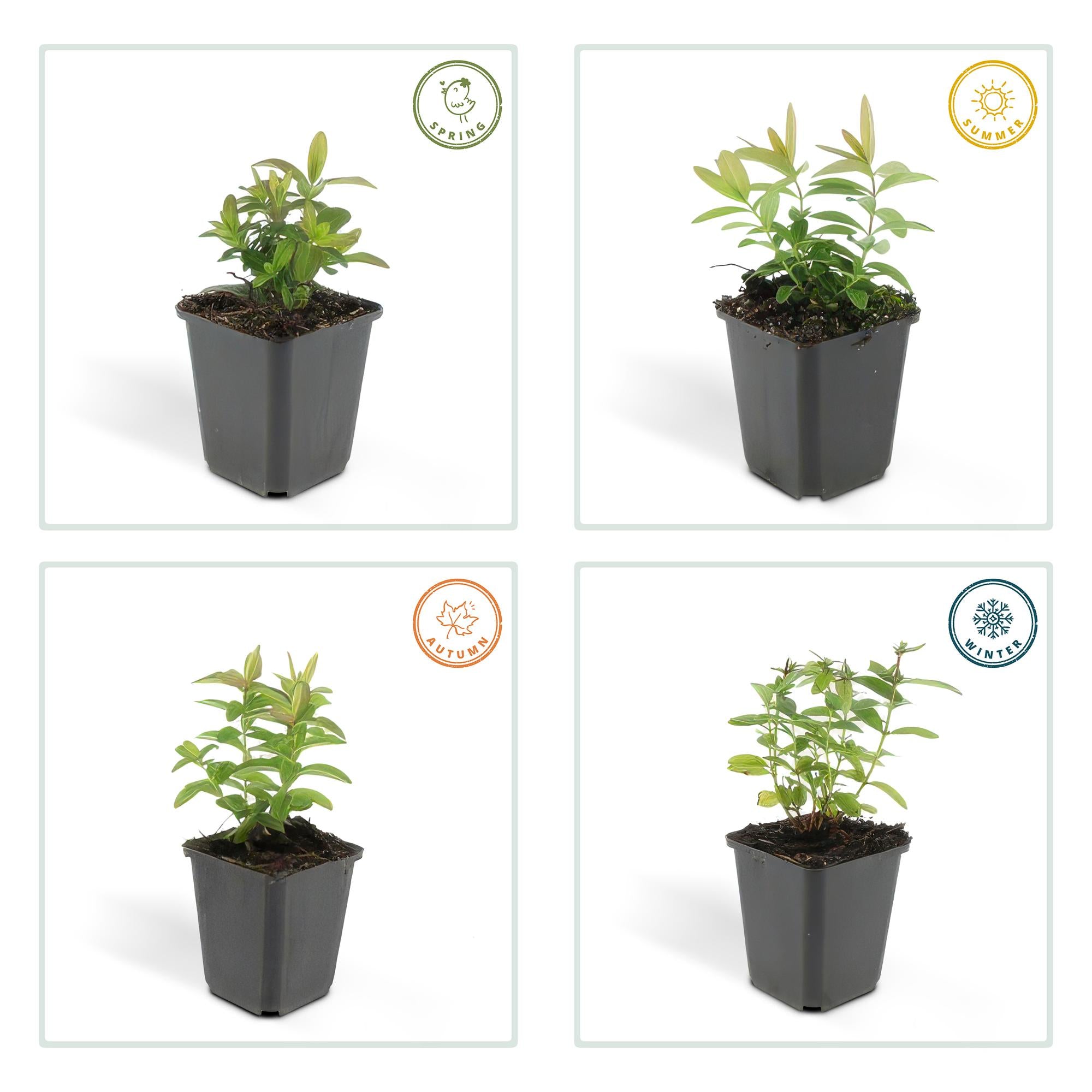 Teppich-Johanniskraut (Hypericum calycinum) – flach wachsend, 9 cm Topf, 10–25 cm