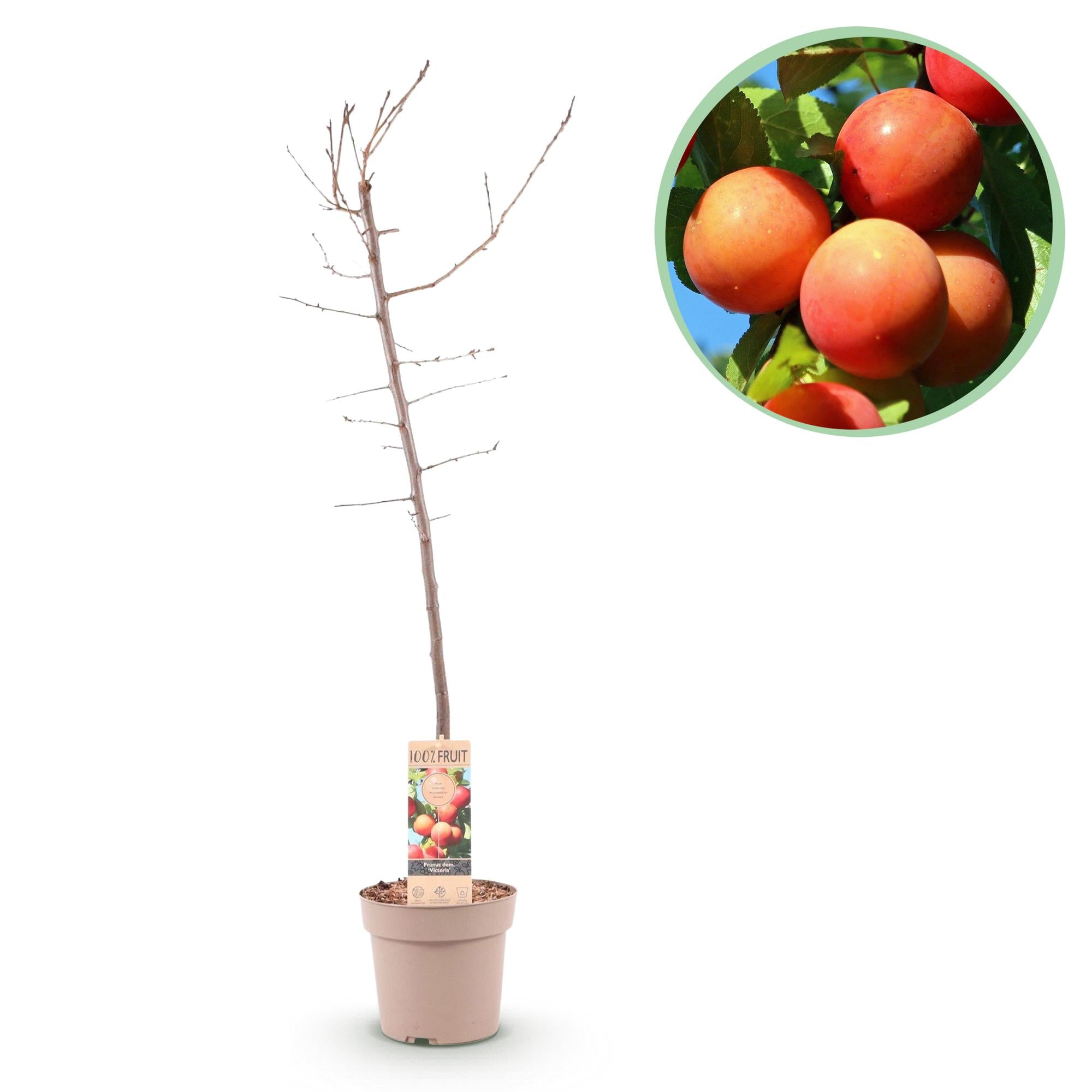 Plum tree “Victoria” – red plum in a 21 cm pot (height approx. 90 cm)