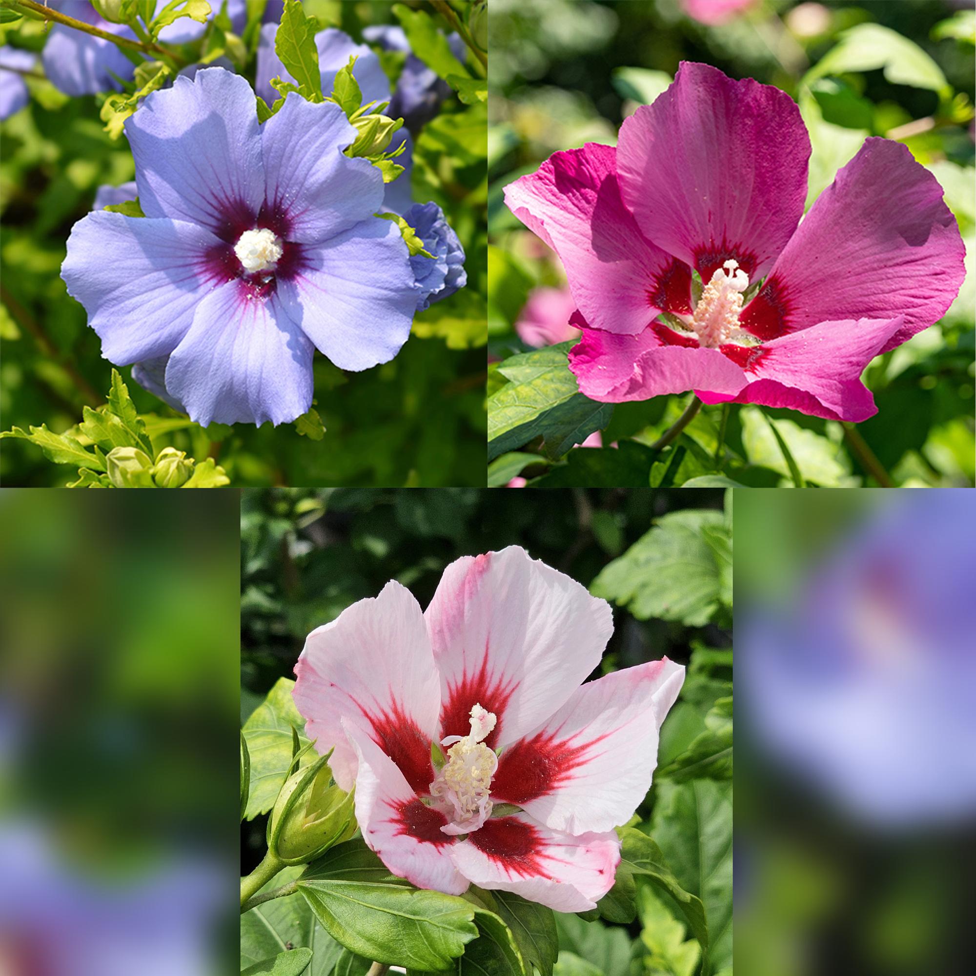 Hibiscus syriacus 'Tricolor' – árbol estándar para patio y jardín, maceta de 19 cm, 90 cm de altura