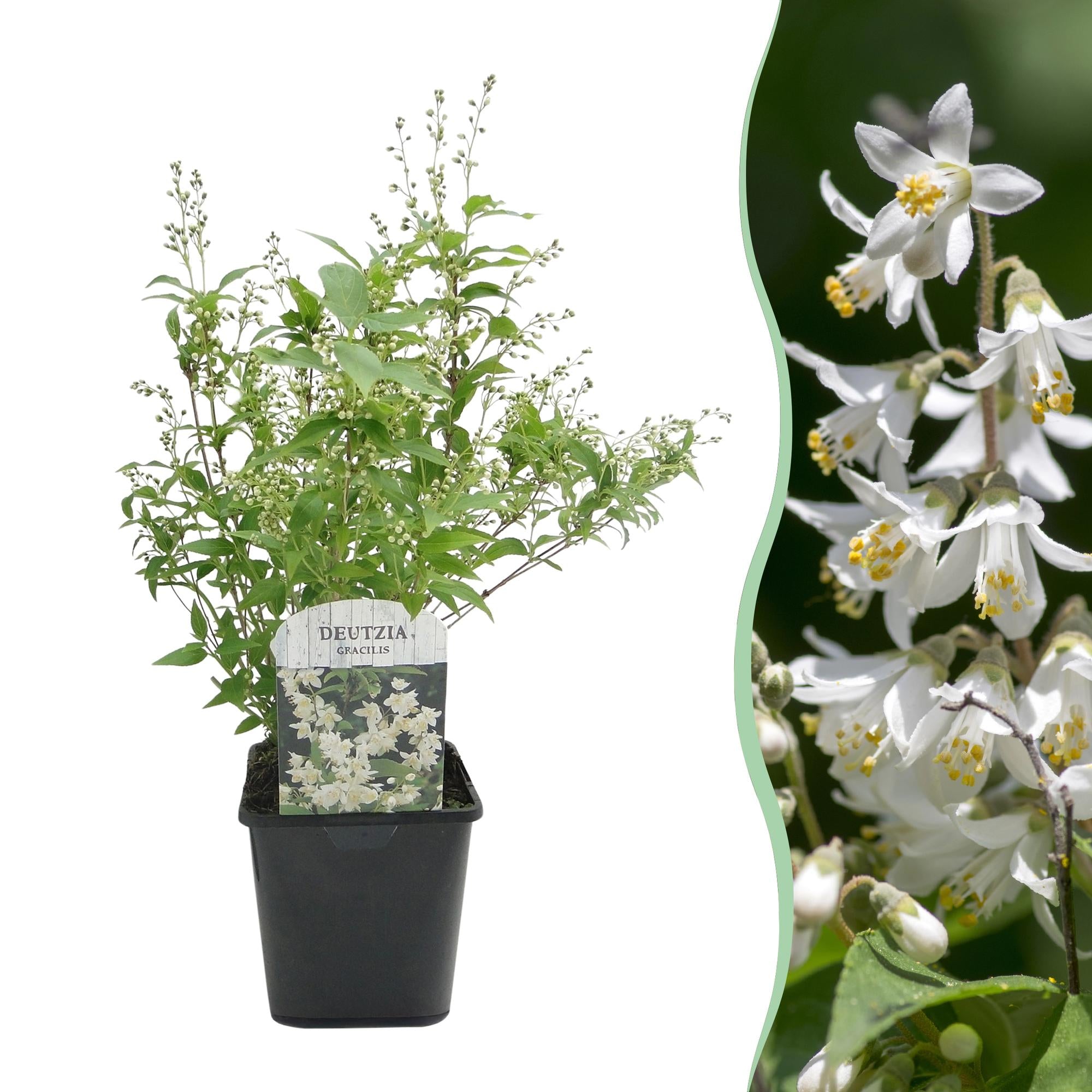 Arbusto de flor de mayo (Deutzia gracilis): flores blancas, caducifolio, maceta de 17 cm, 45 cm de altura