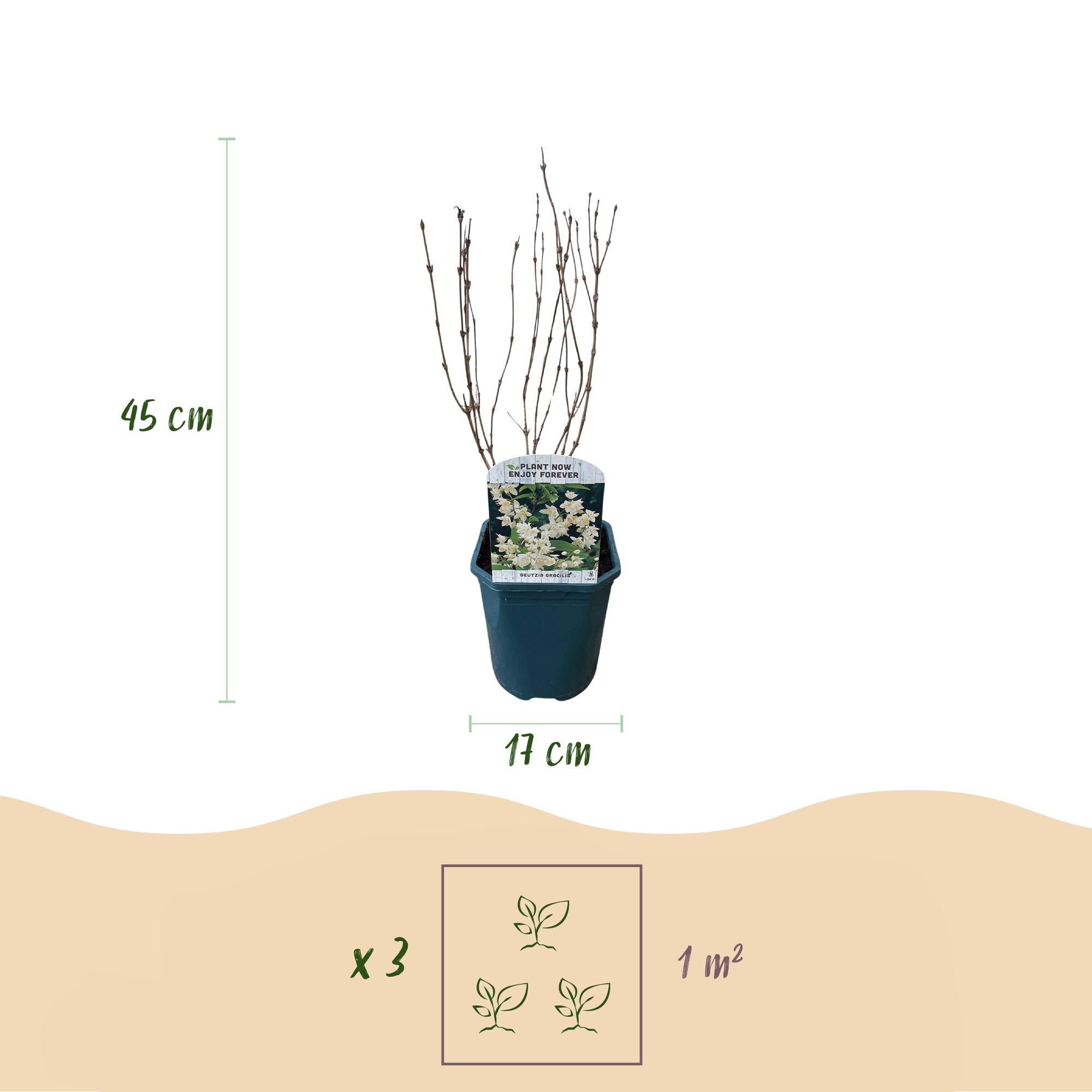 Arbusto de flor de mayo (Deutzia gracilis): flores blancas, caducifolio, maceta de 17 cm, 45 cm de altura