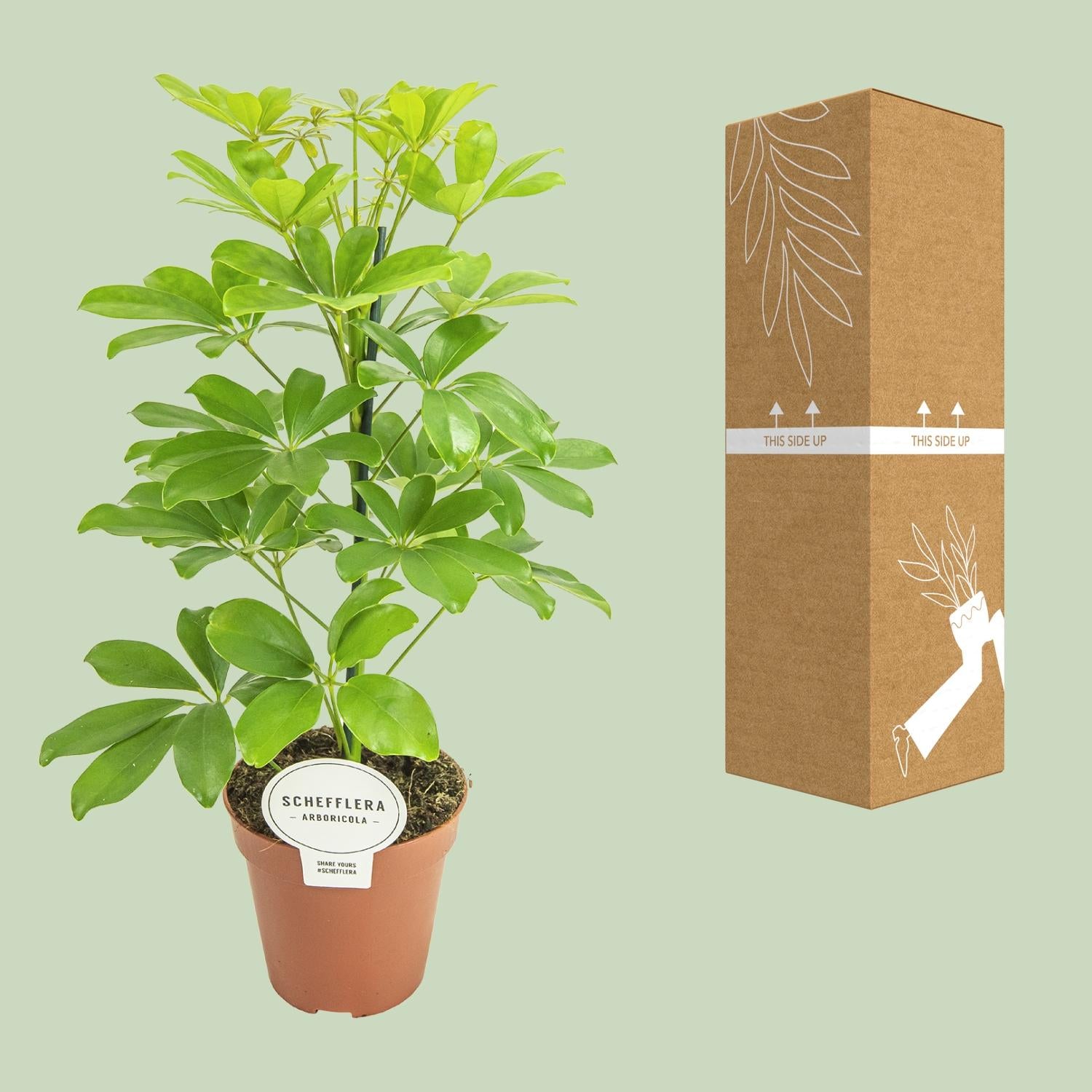 Schefflera Nora – Schirmbaum - 35-45 cm