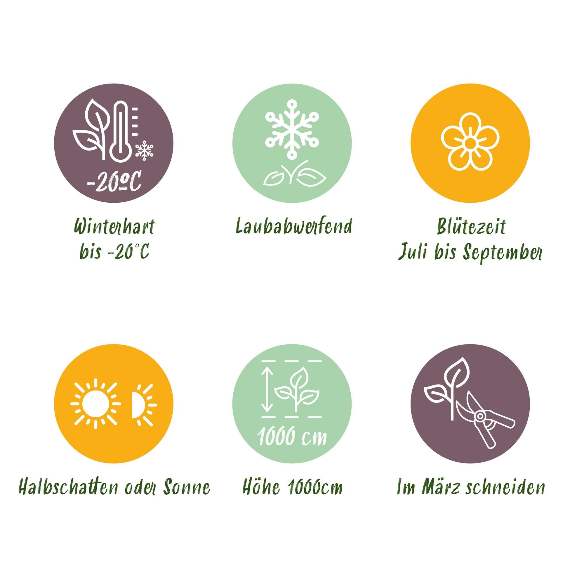 Campsis radicans 'Madame Galen' – Vid de trompeta, floración naranja, 2 plantas, maceta de 11 cm, 40 cm de altura