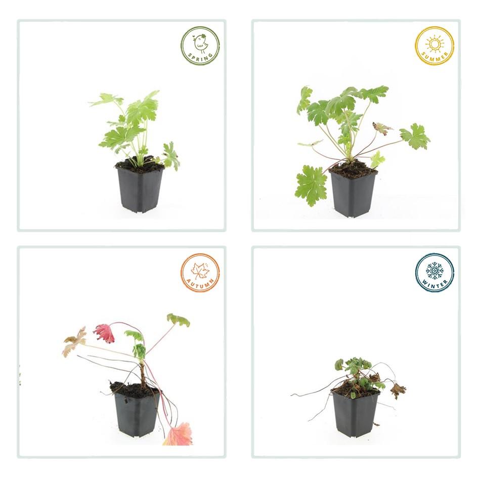 Geranium macrorrhizum 'Ingwersen's Var.' – winterhart, 9 cm Topf, 10–25 cm hoch