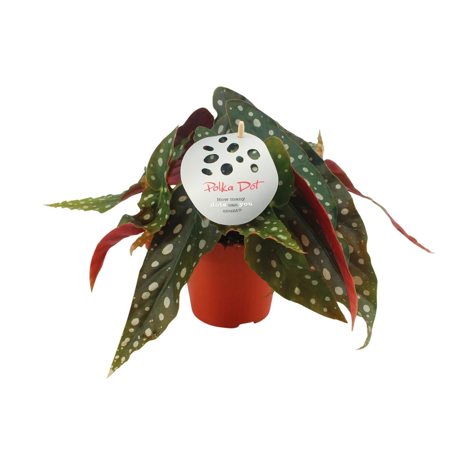 Begonia Maculata – Forellenbegonie - 12 cm Topf, 20 cm hoch